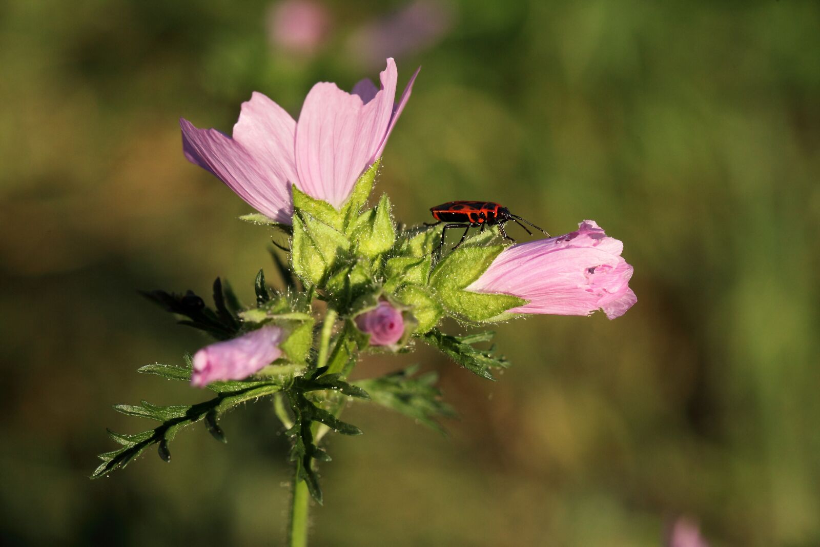 Canon EOS 5D Mark II sample photo. Pink flower, insect, scots photography
