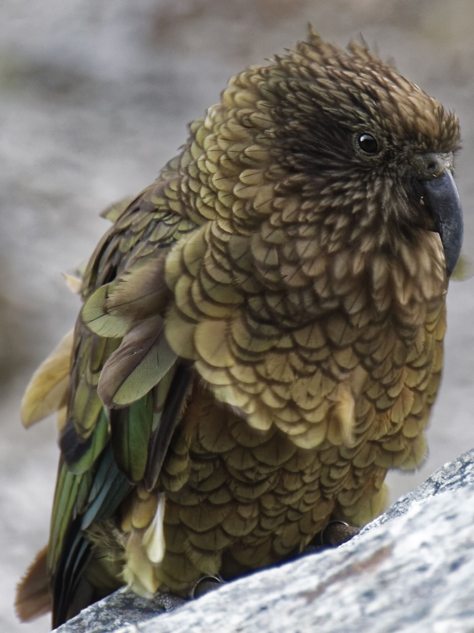 Nikon D500 sample photo. New zealand, kea, bird photography