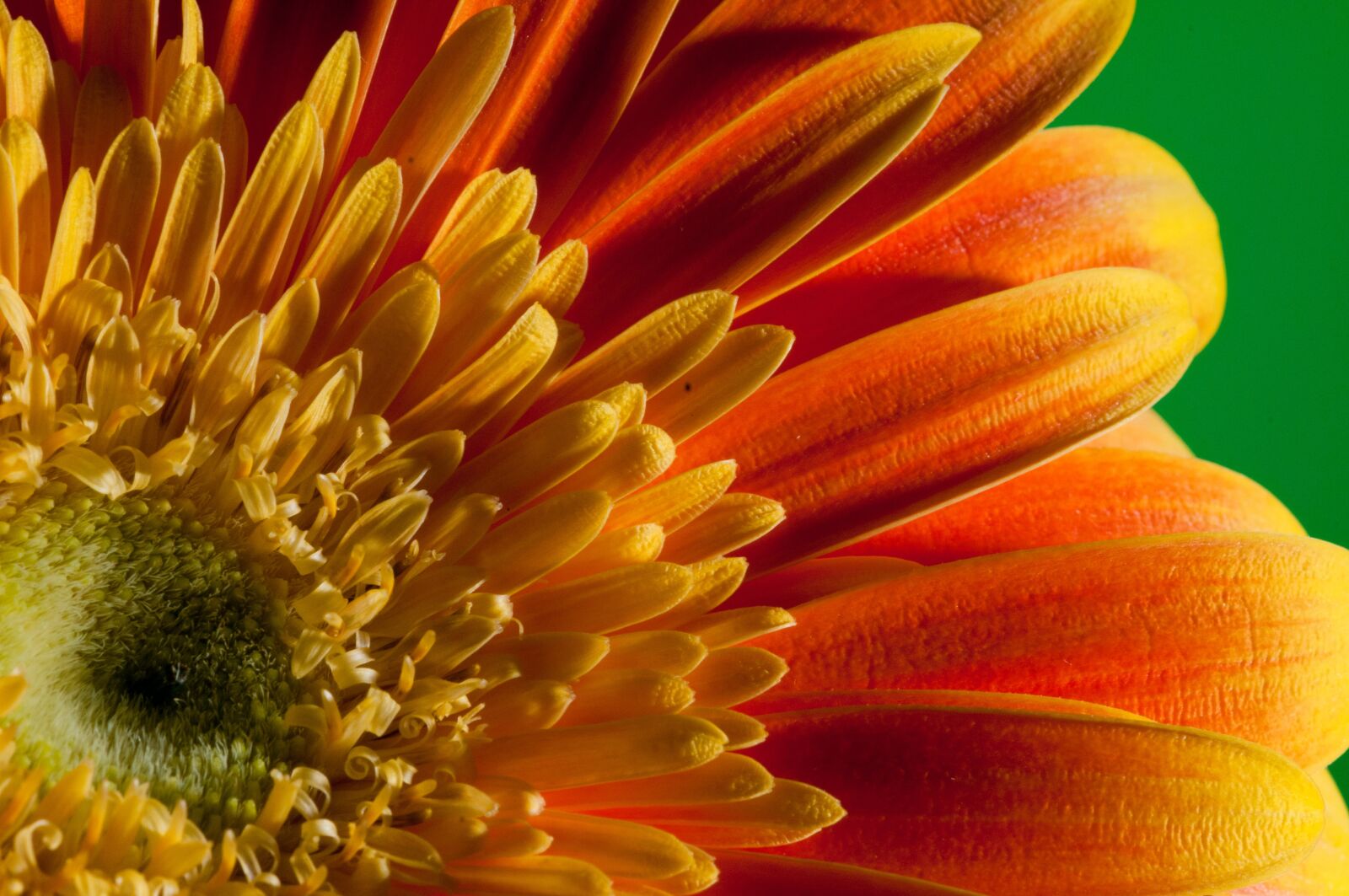 Nikon D300 sample photo. Flower, macro, close up photography