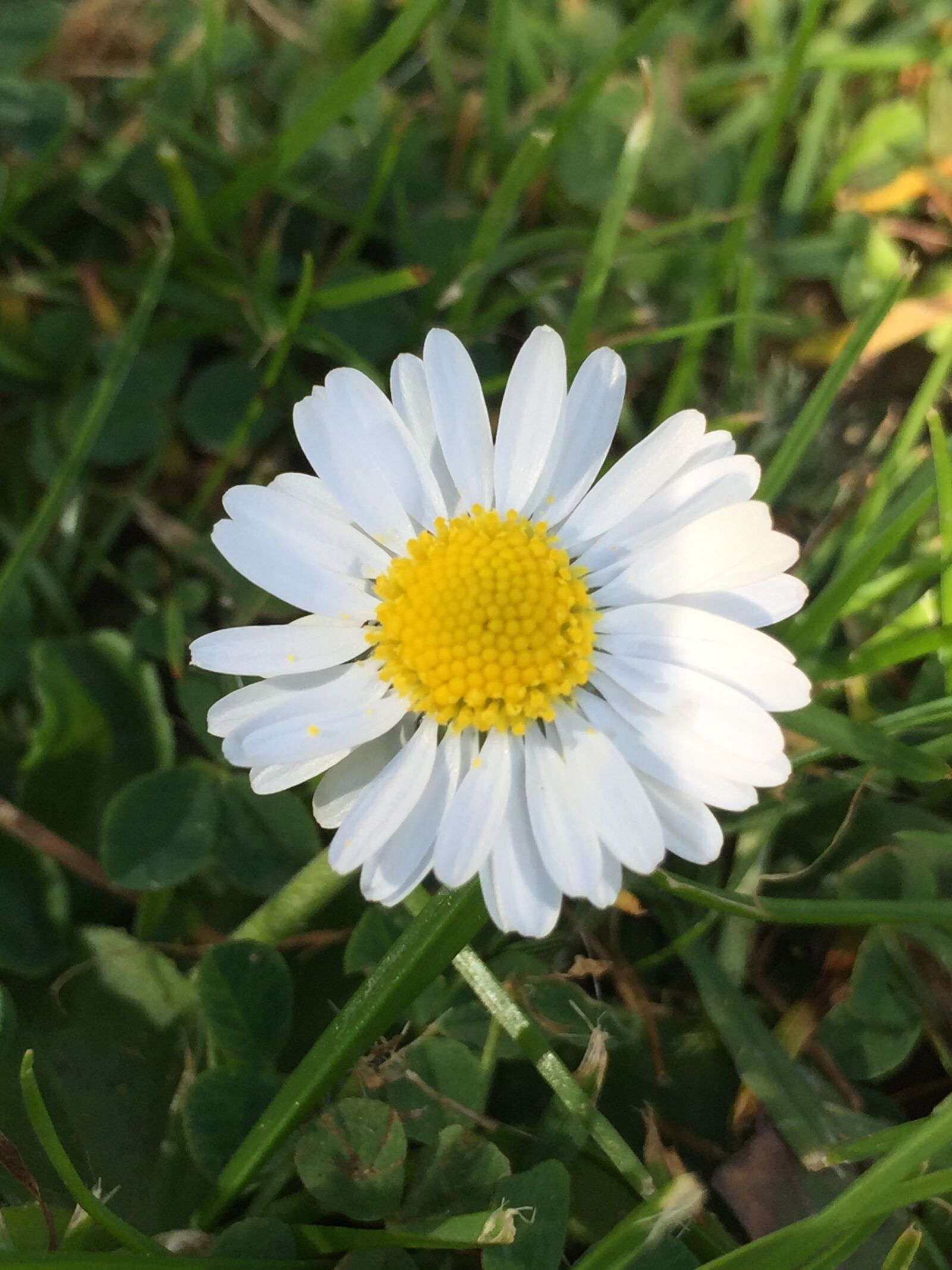 Apple iPhone 6 sample photo. Daisy, flower, garden photography