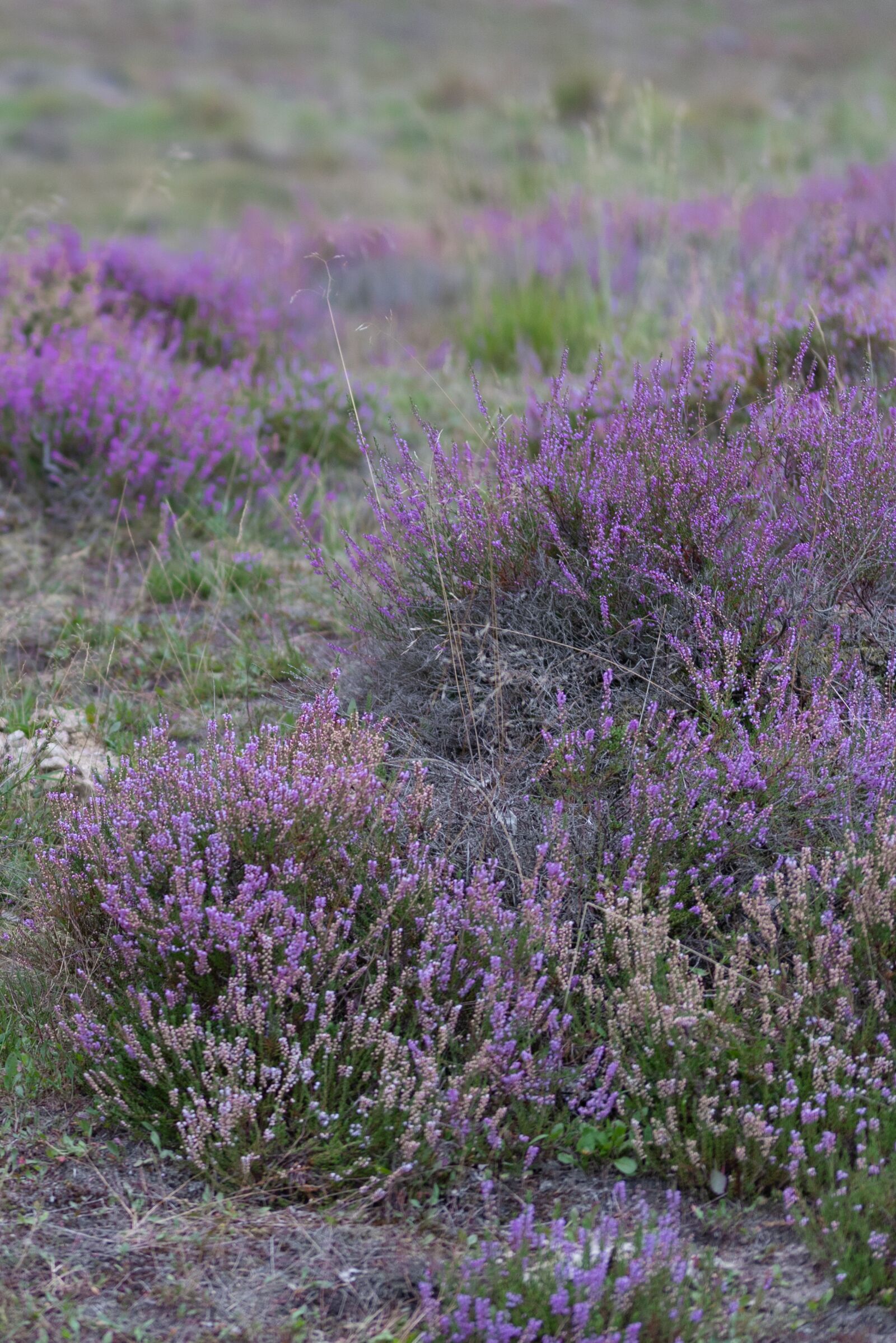Nikon D750 sample photo. Heide, purple, nature photography