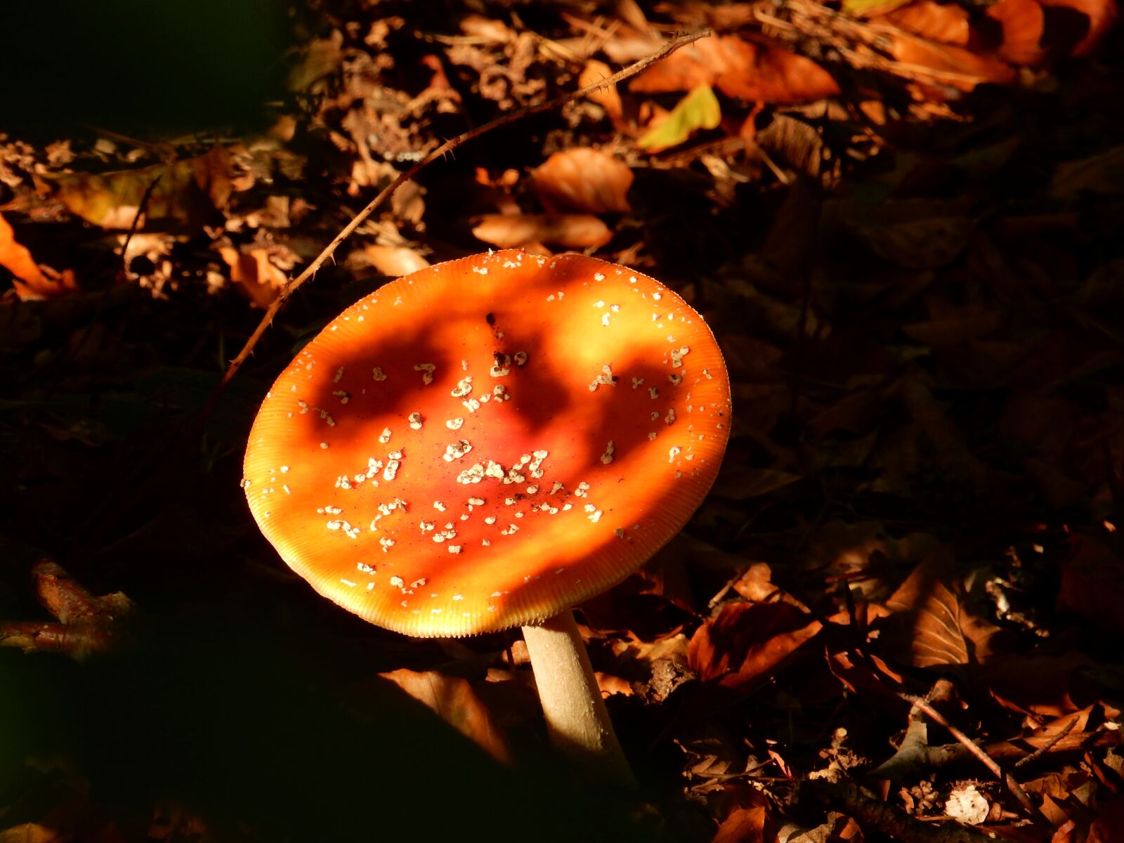 Nikon Coolpix S9900 sample photo. Sun, forest, mushroom photography