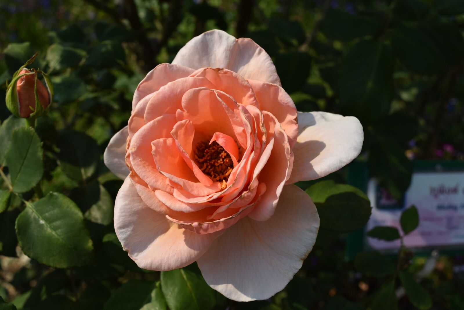 Nikon D3300 sample photo. Light orange roses, a photography