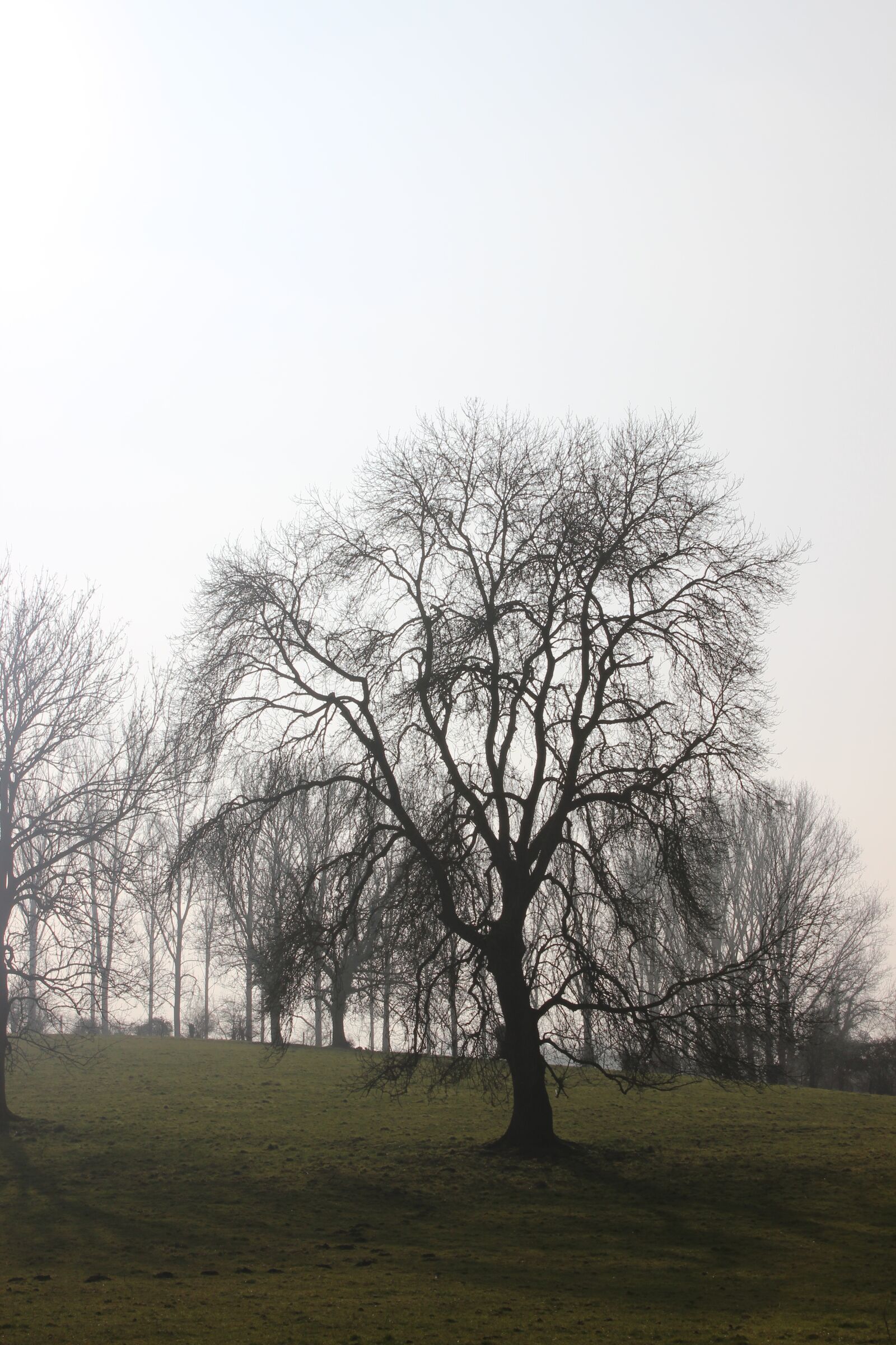 Canon EOS 600D (Rebel EOS T3i / EOS Kiss X5) sample photo. Tree, winter, nature photography