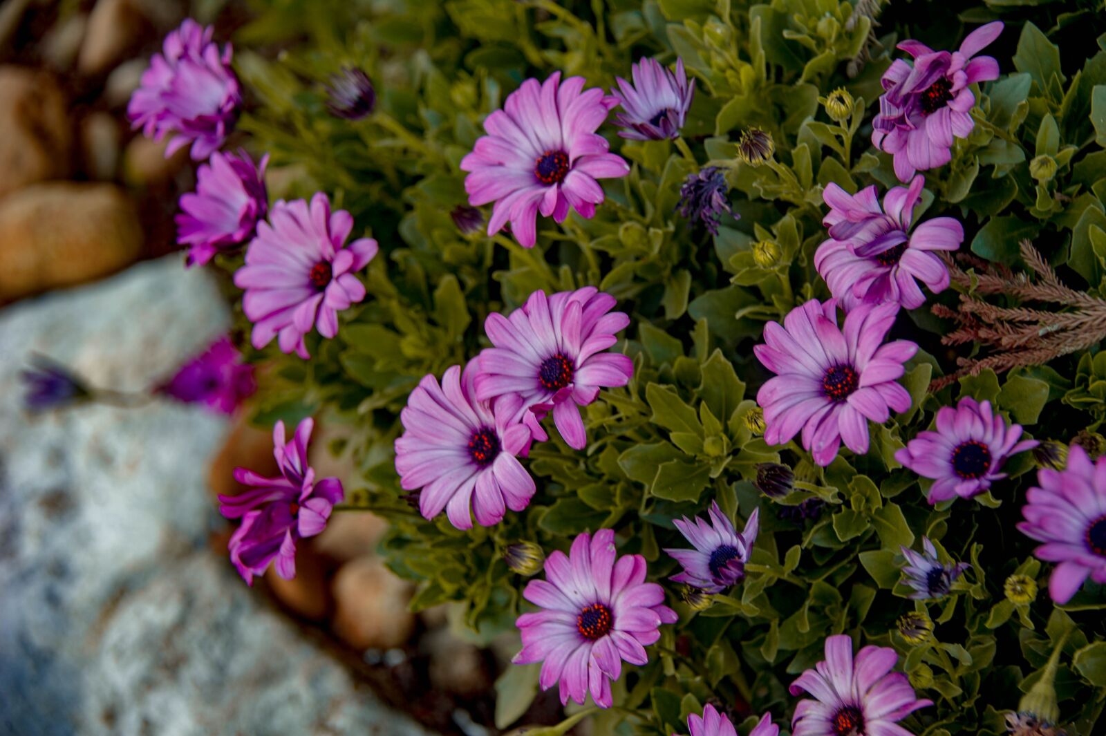 Nikon D3S sample photo. Flowers, zinnias, spring photography