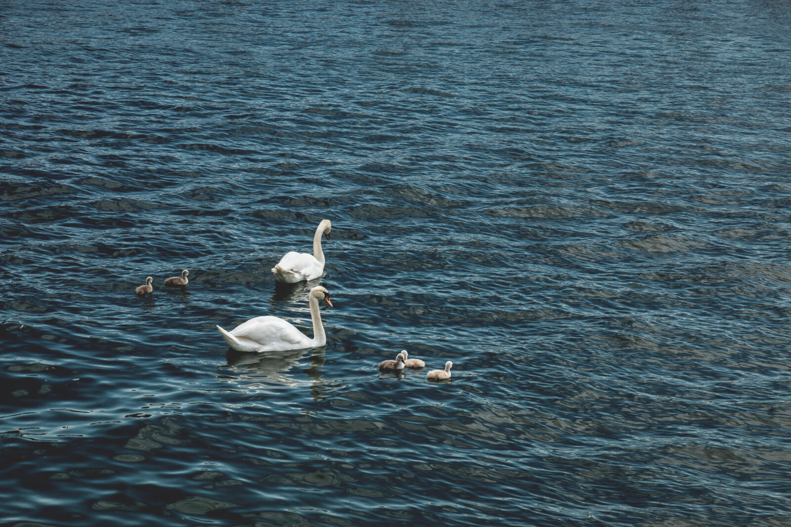 Sony SLT-A65 (SLT-A65V) sample photo. Animals, lake, nature, swans photography