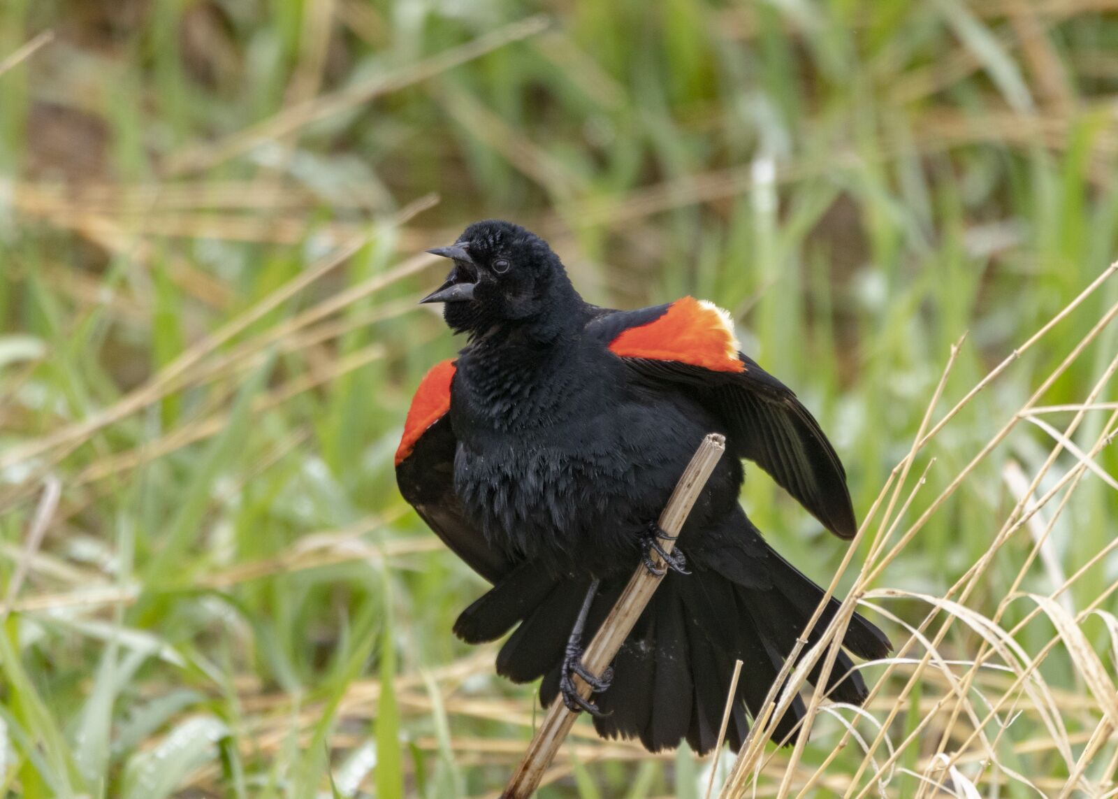 Canon EOS 800D (EOS Rebel T7i / EOS Kiss X9i) sample photo. Birds collection, red-winged black photography