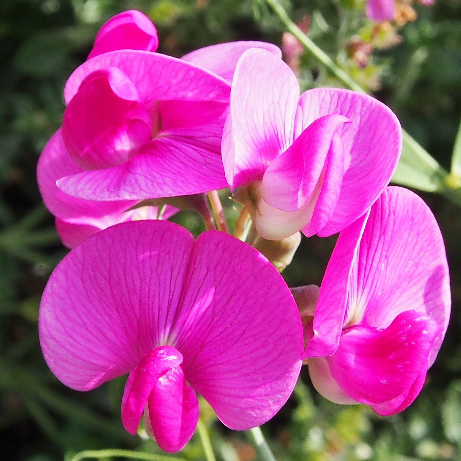 Olympus OM-D E-M5 sample photo. Vetches, pink, climber plant photography