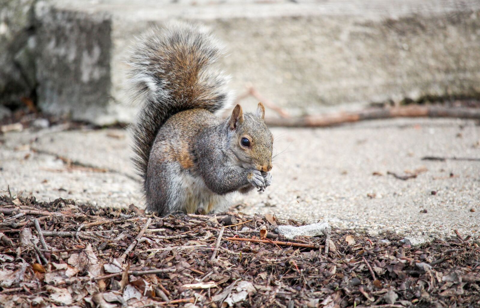 Canon EOS 700D (EOS Rebel T5i / EOS Kiss X7i) sample photo. Nature, rodent, wildlife photography