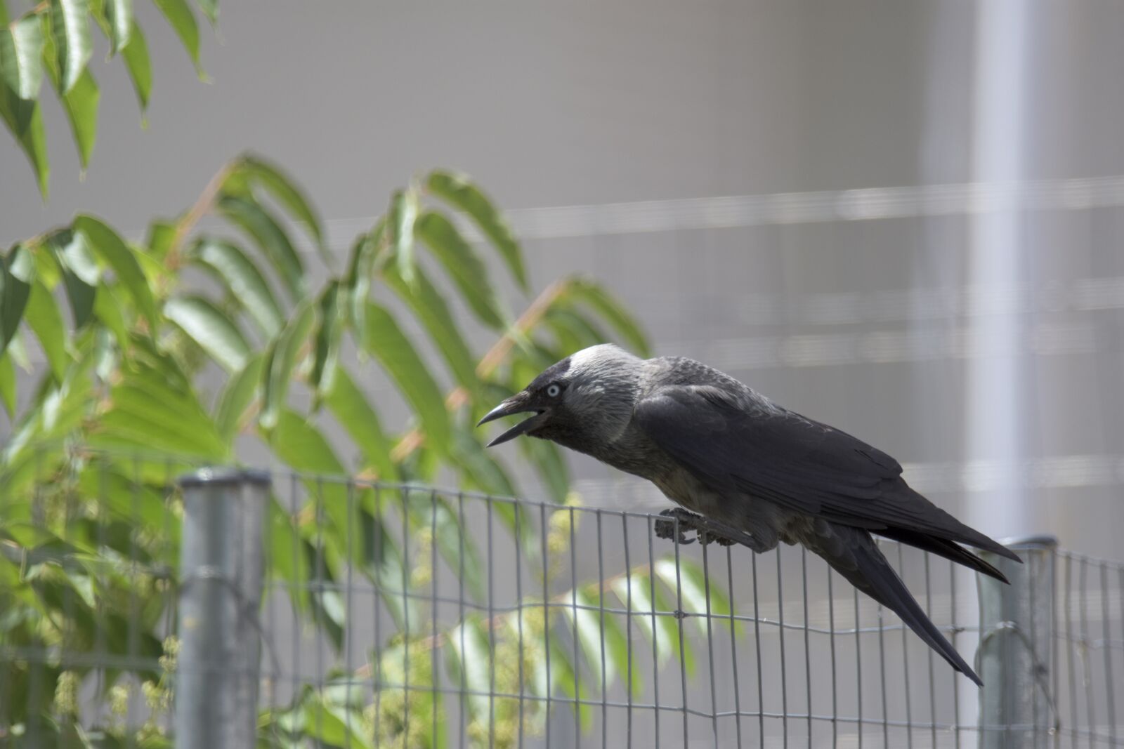 Nikon D7200 sample photo. Corvus cornix, play, bird photography