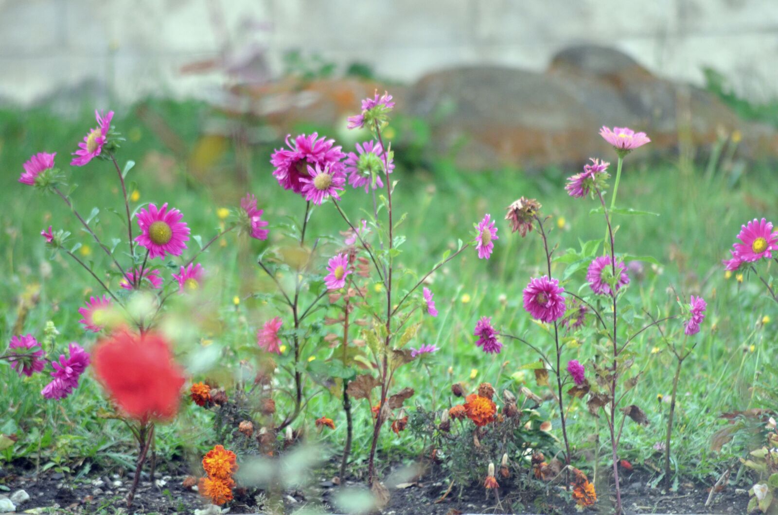 Nikon D5100 sample photo. Flowers, colored, coloring photography