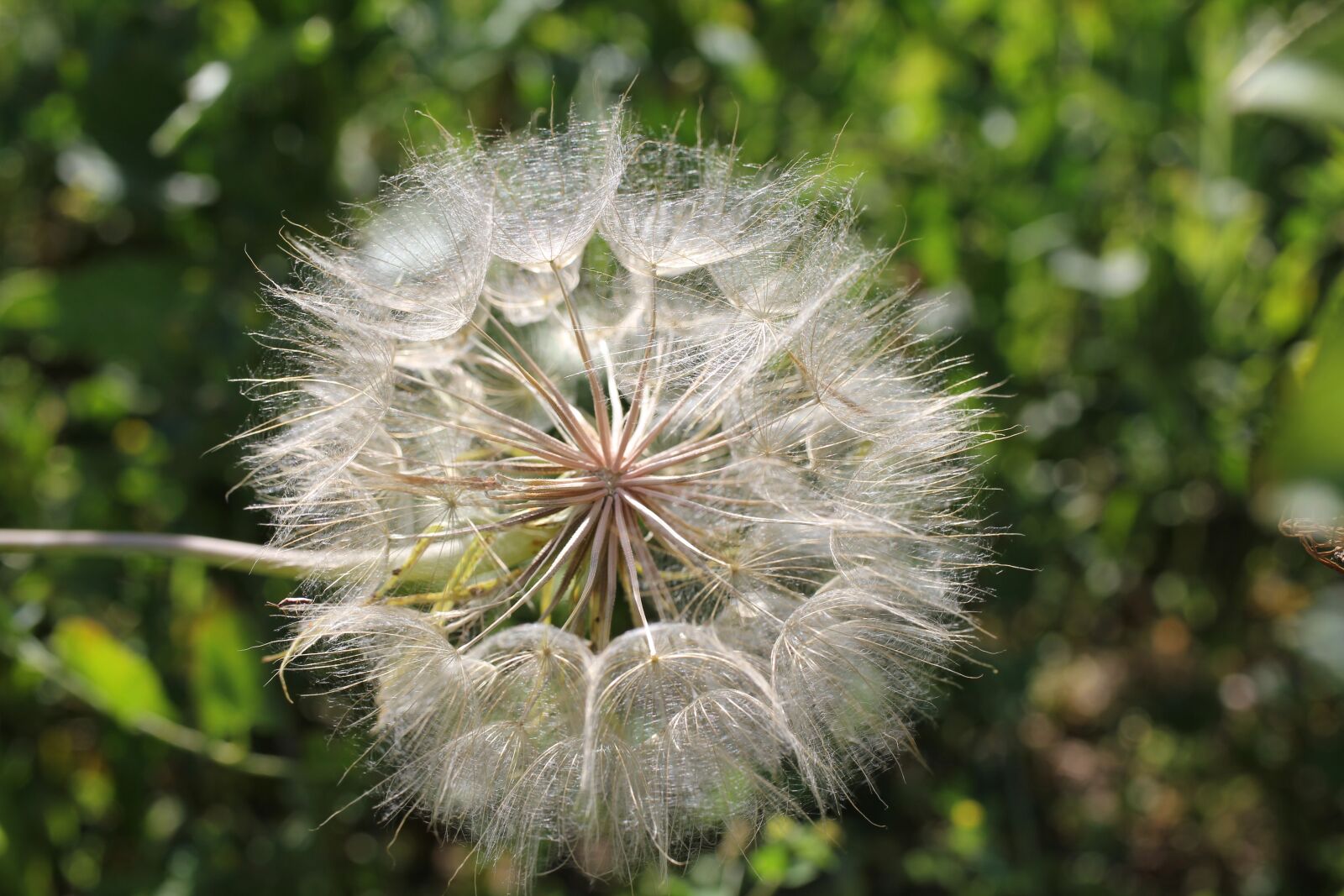 Canon EOS 550D (EOS Rebel T2i / EOS Kiss X4) sample photo. Thistle, seeds, dandelion photography
