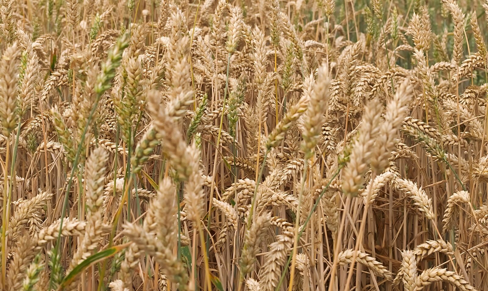 Nikon D3300 sample photo. Grain, cereals, field photography