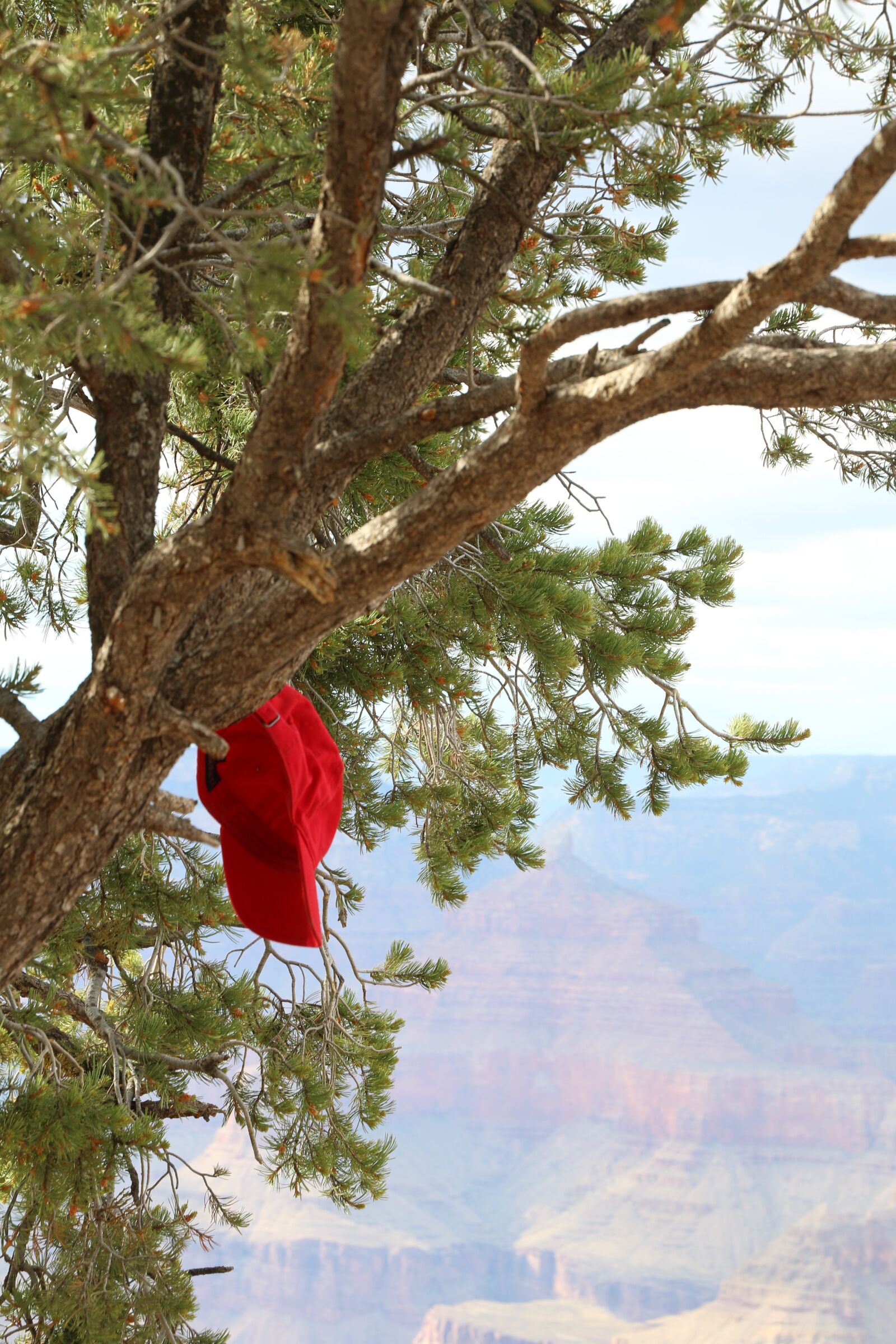 Canon EOS 70D sample photo. Tree, grand canyon, landscape photography