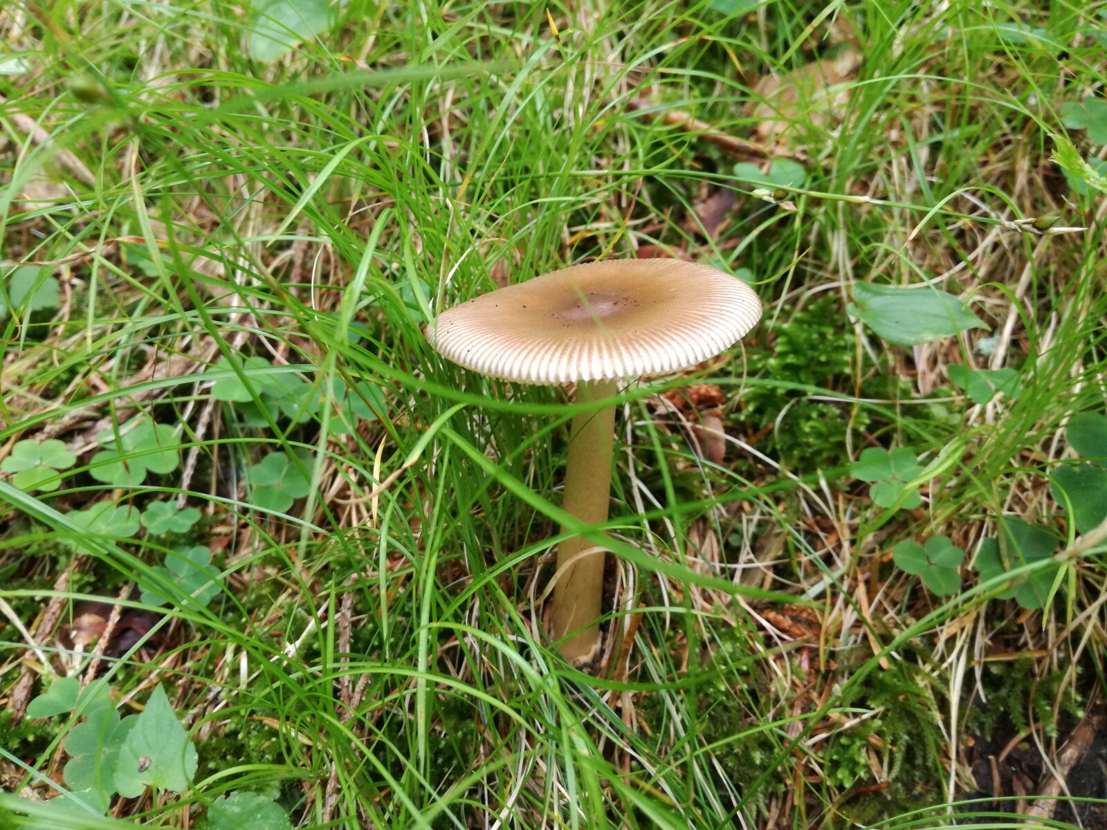 HUAWEI P9 LITE sample photo. Mushrooms, amanita, amanita vaginata photography