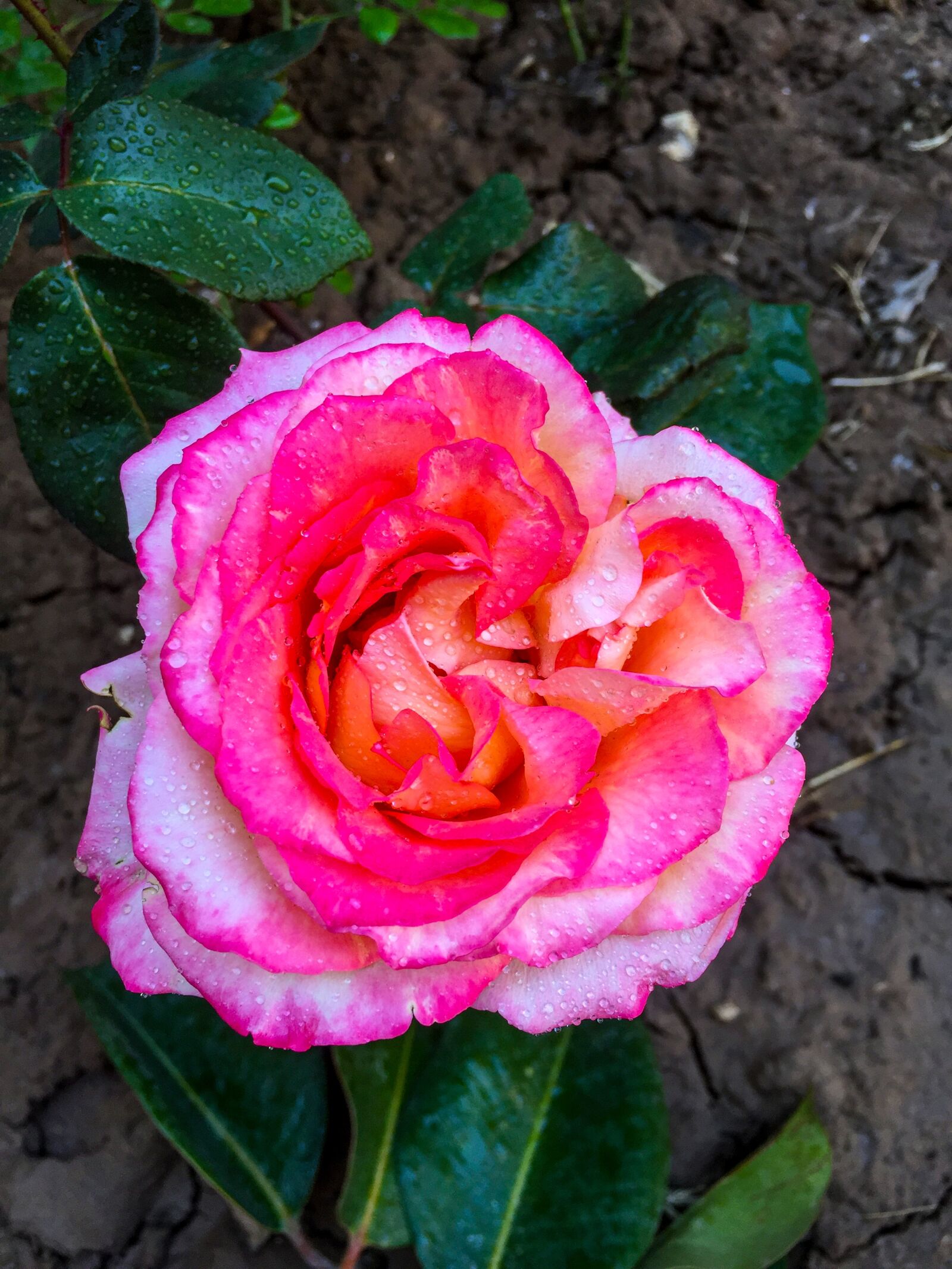 iPhone 6 back camera 4.15mm f/2.2 sample photo. Family, rose, flowers photography