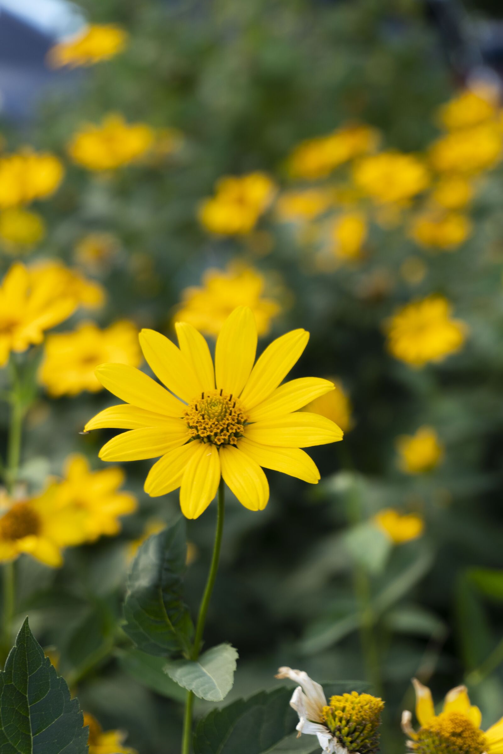 Sony a6300 sample photo. Flower, yellow, green photography