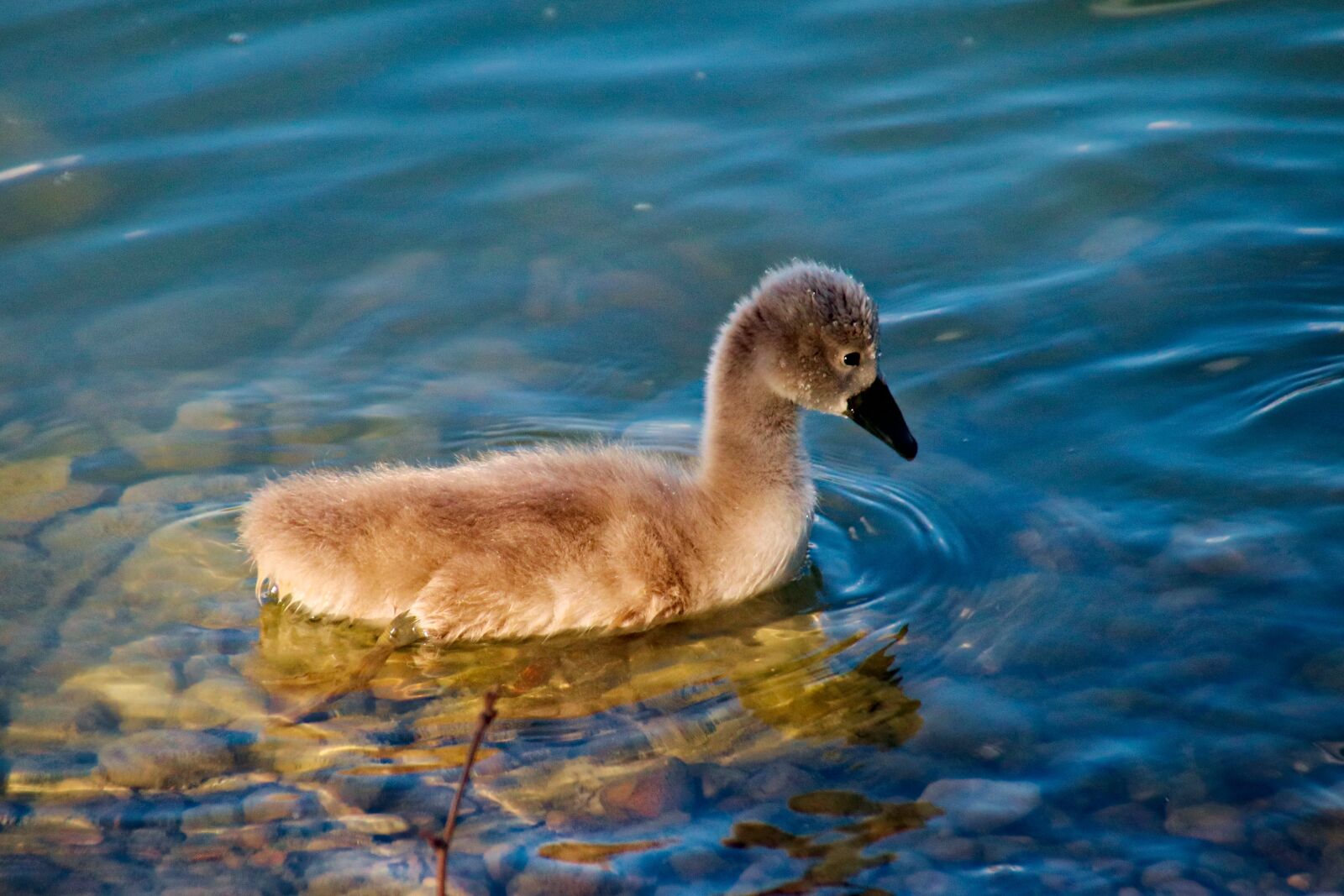 Canon EOS 77D (EOS 9000D / EOS 770D) sample photo. Swan, cub, floats photography