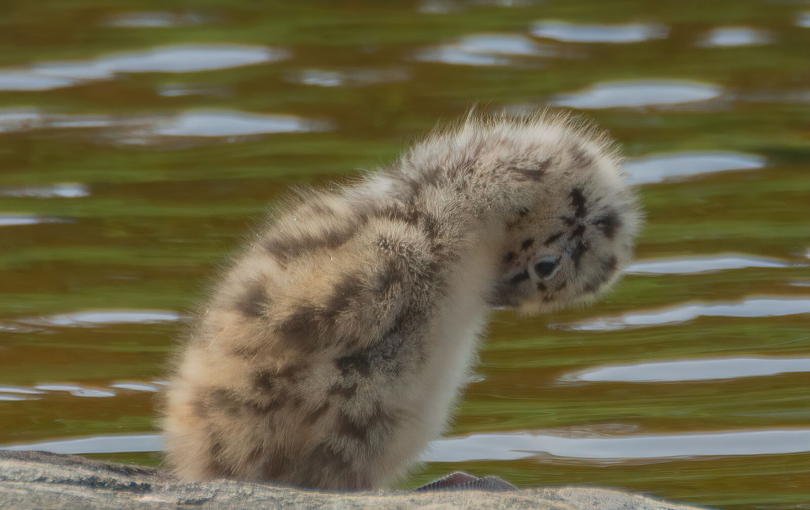 Nikon D7100 sample photo. Seagull, bird, freedom photography