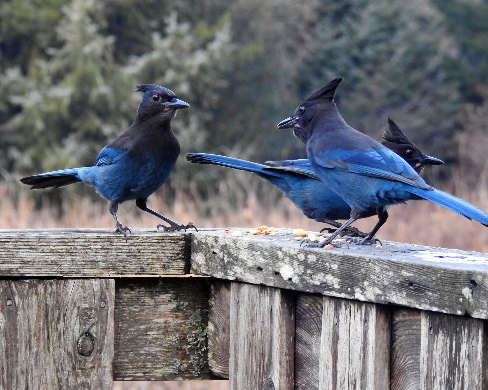 Nikon Coolpix P900 sample photo. Stellar jays, bird, nature photography