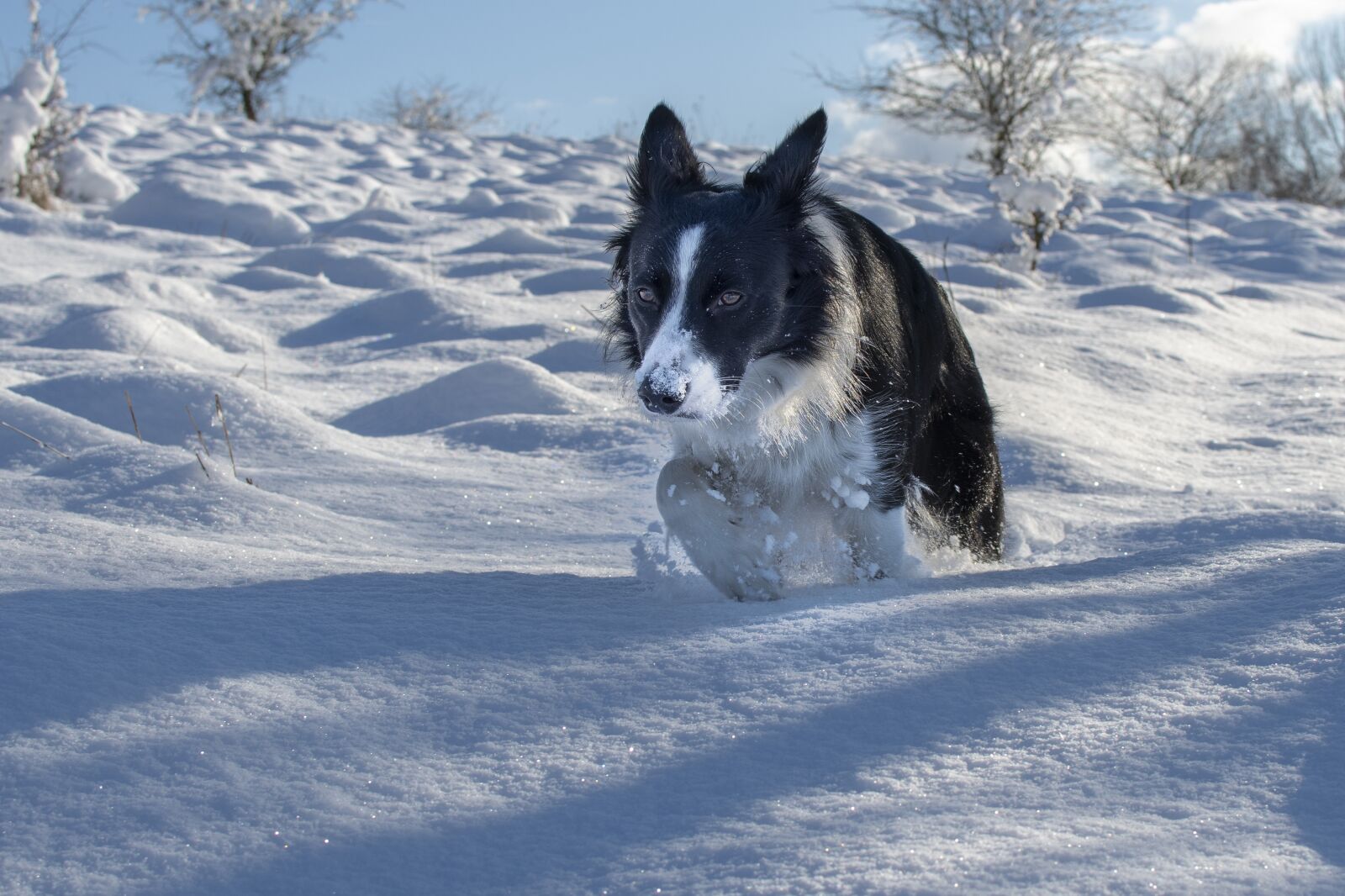 Nikon D7500 sample photo. Dog, animal, snow photography