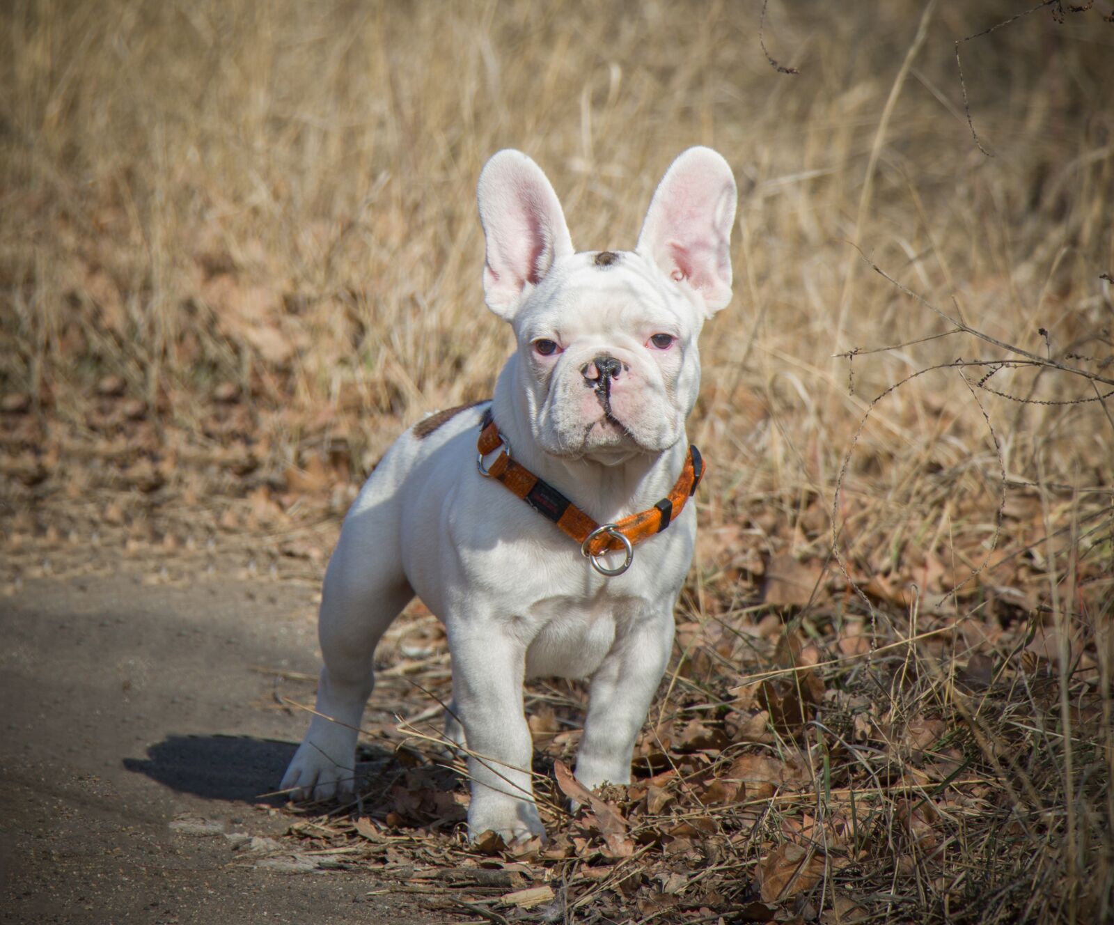 Canon EF-S 18-135mm F3.5-5.6 IS USM sample photo. French bulldog, funny, puppy photography