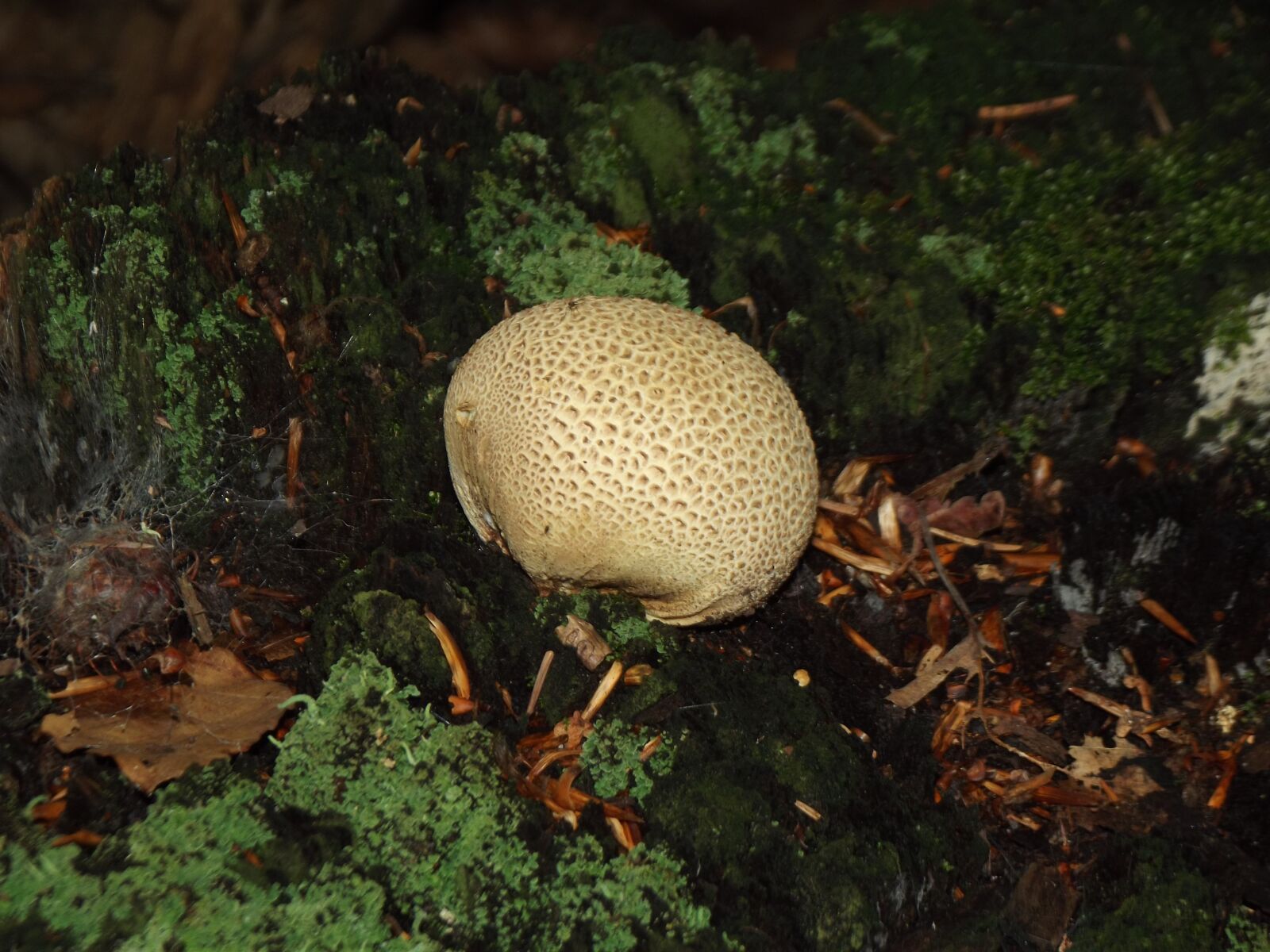 Fujifilm FinePix S2980 sample photo. Forest, mushroom, nature photography