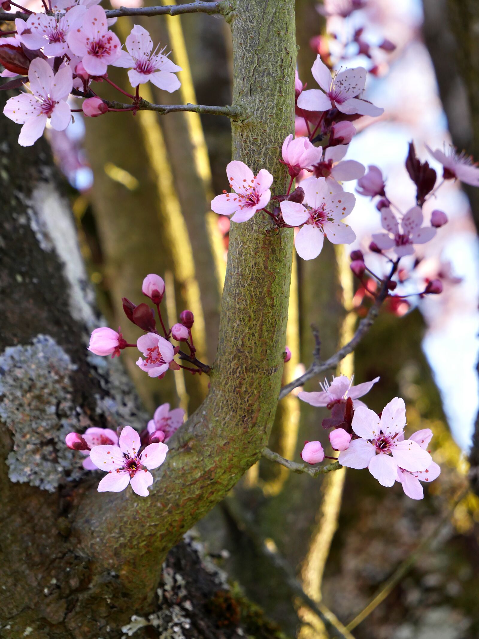 Panasonic Lumix DMC-GX8 sample photo. Cherry tree, flowers, spring photography