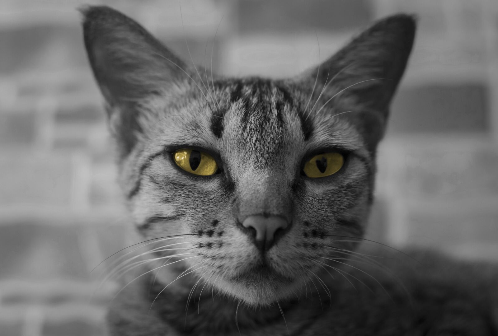 Nikon D3300 sample photo. Cat, kitten, feline photography