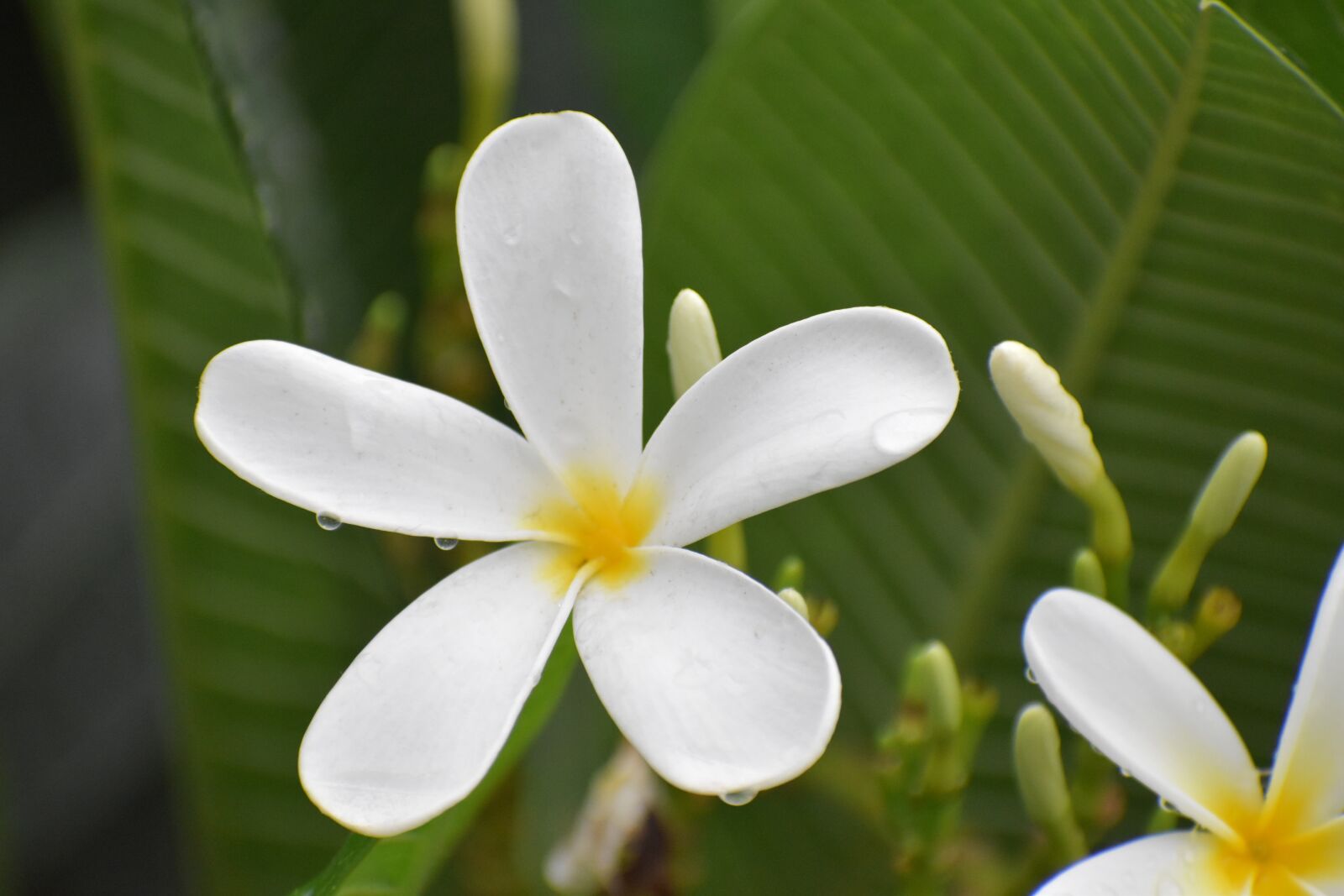Nikon D5600 sample photo. Flower, blossom, white photography
