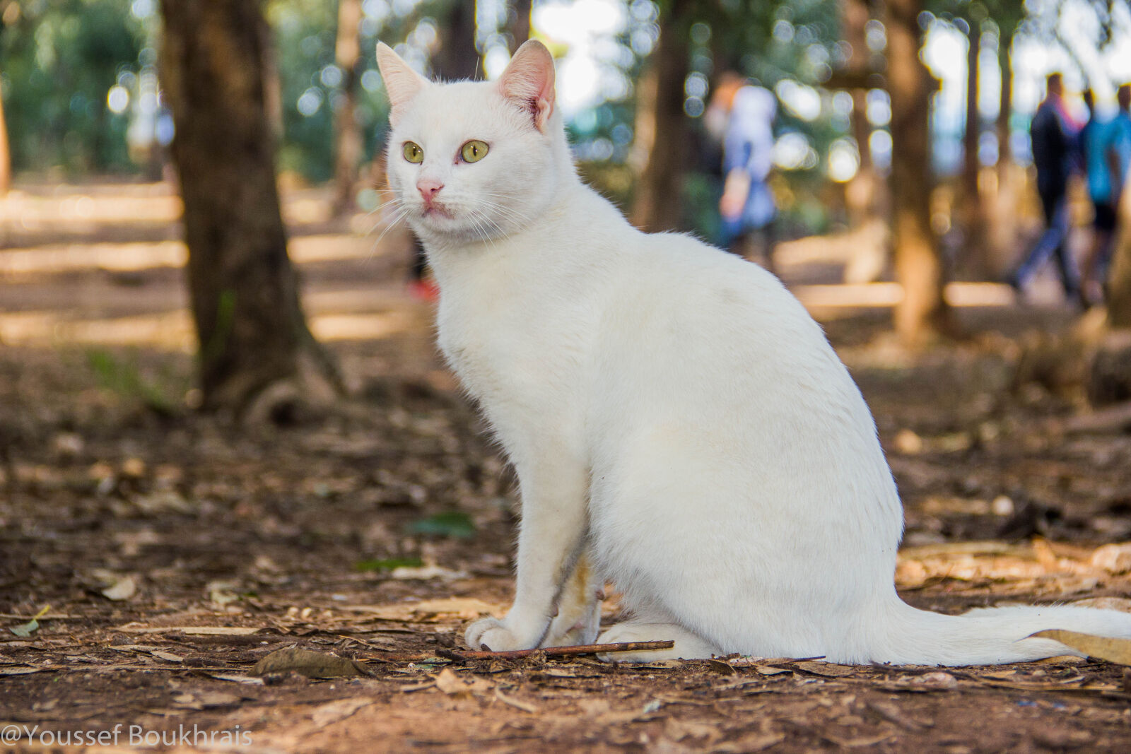 Canon EOS 550D (EOS Rebel T2i / EOS Kiss X4) sample photo. Portrait, of, cat photography