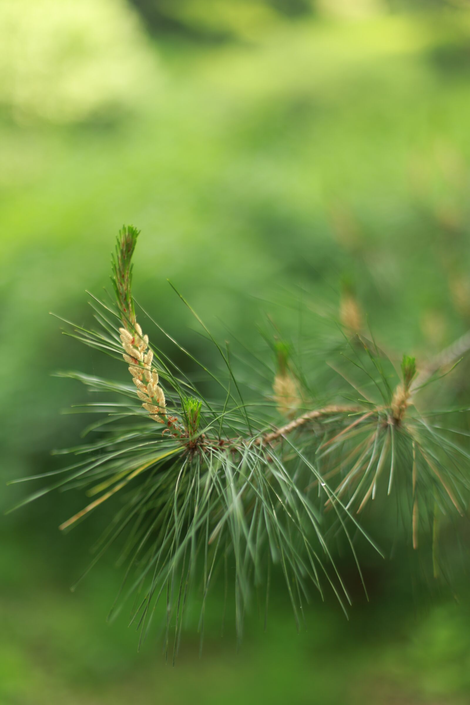 Canon EOS 6D + Canon EF 50mm F1.4 USM sample photo. Nature, wood, outdoors photography