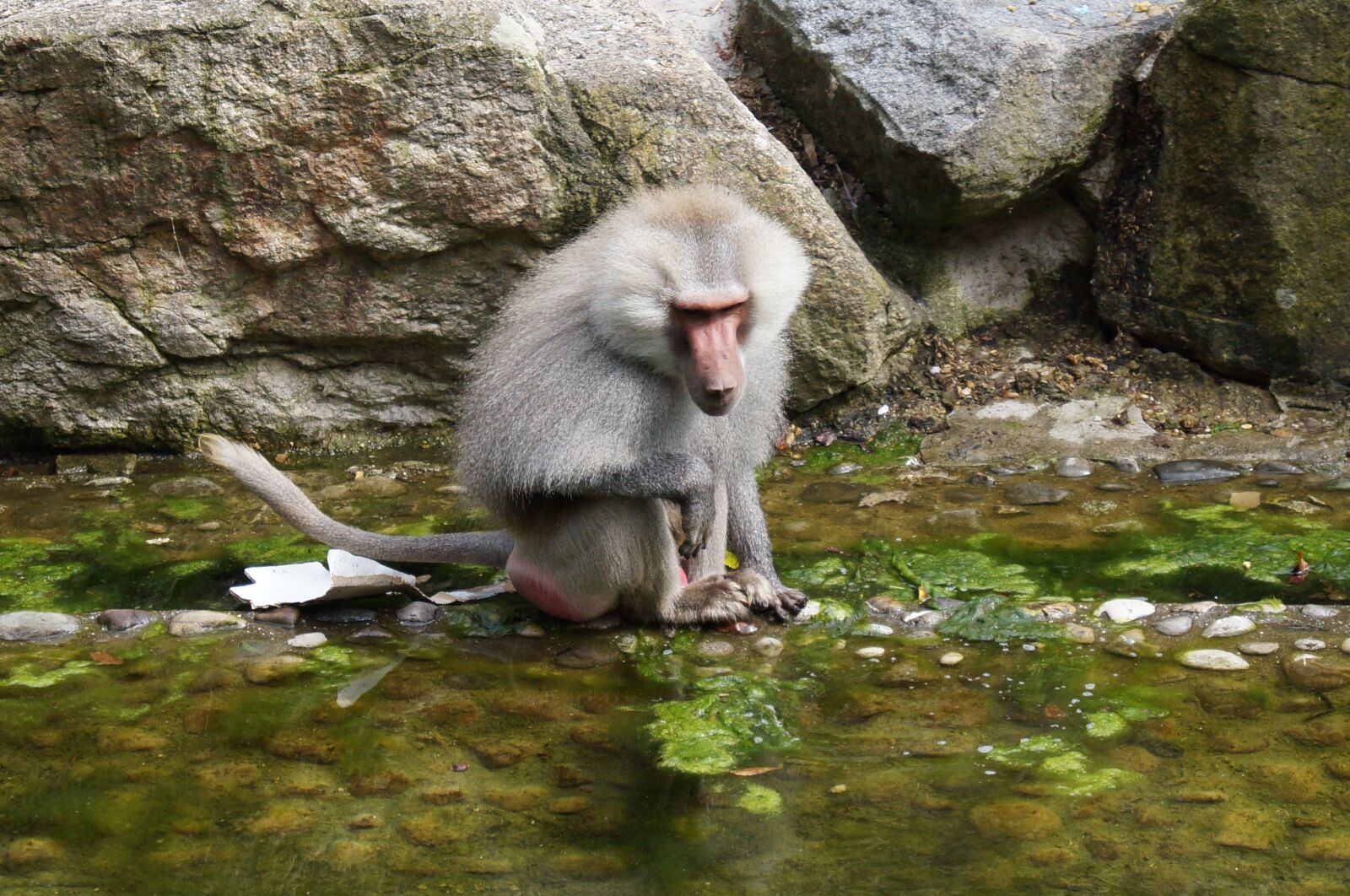 Sony SLT-A37 sample photo. Ape, monkey, water photography