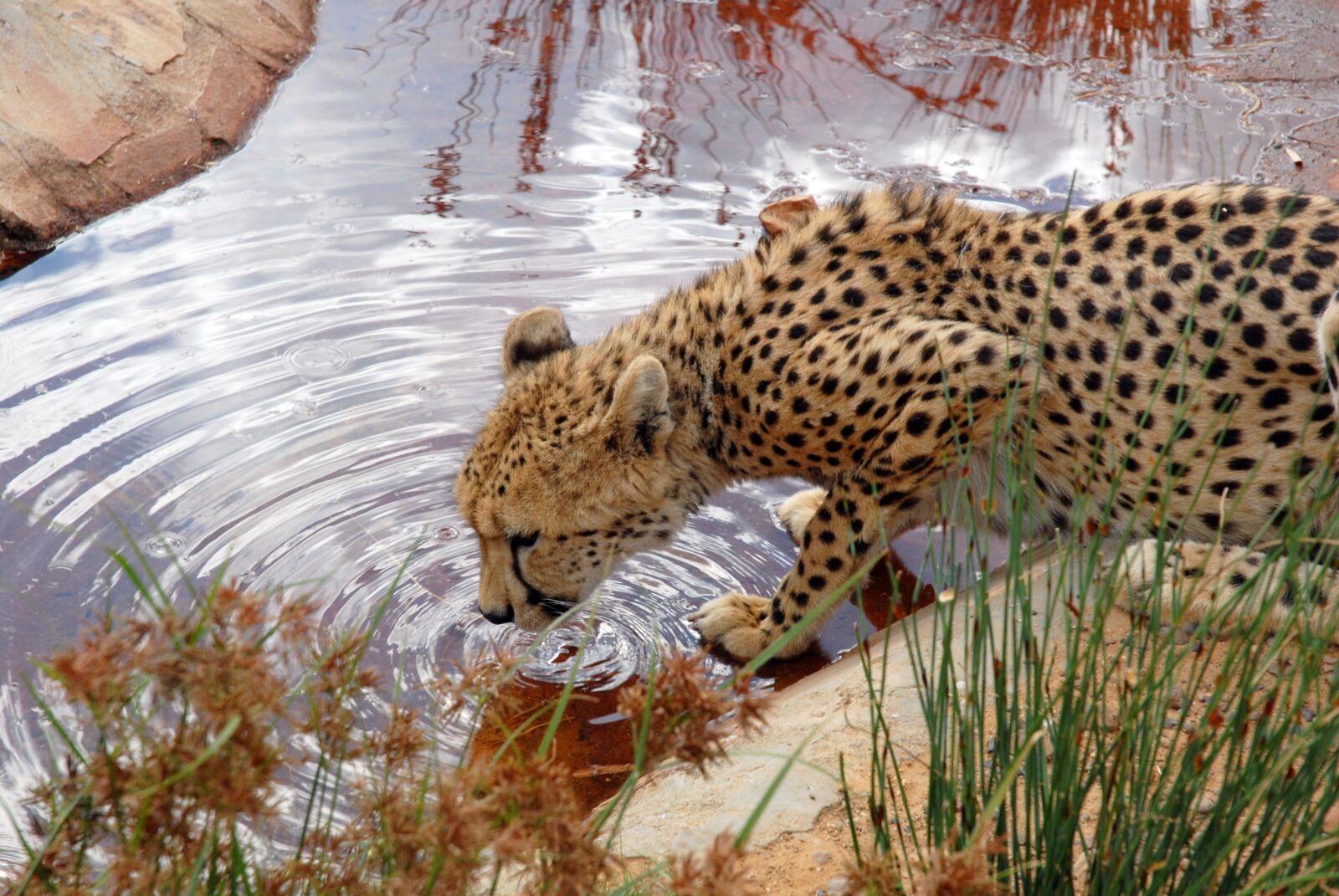 Nikon D200 sample photo. Leopard, animal, nature photography
