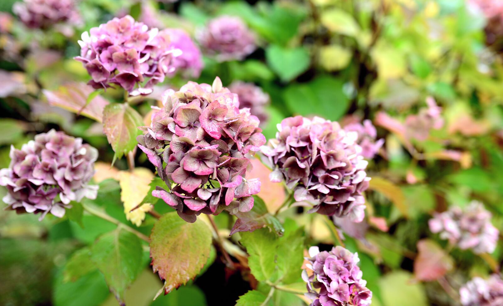 Nikon D610 sample photo. Hydrangea, flower garden, flora photography
