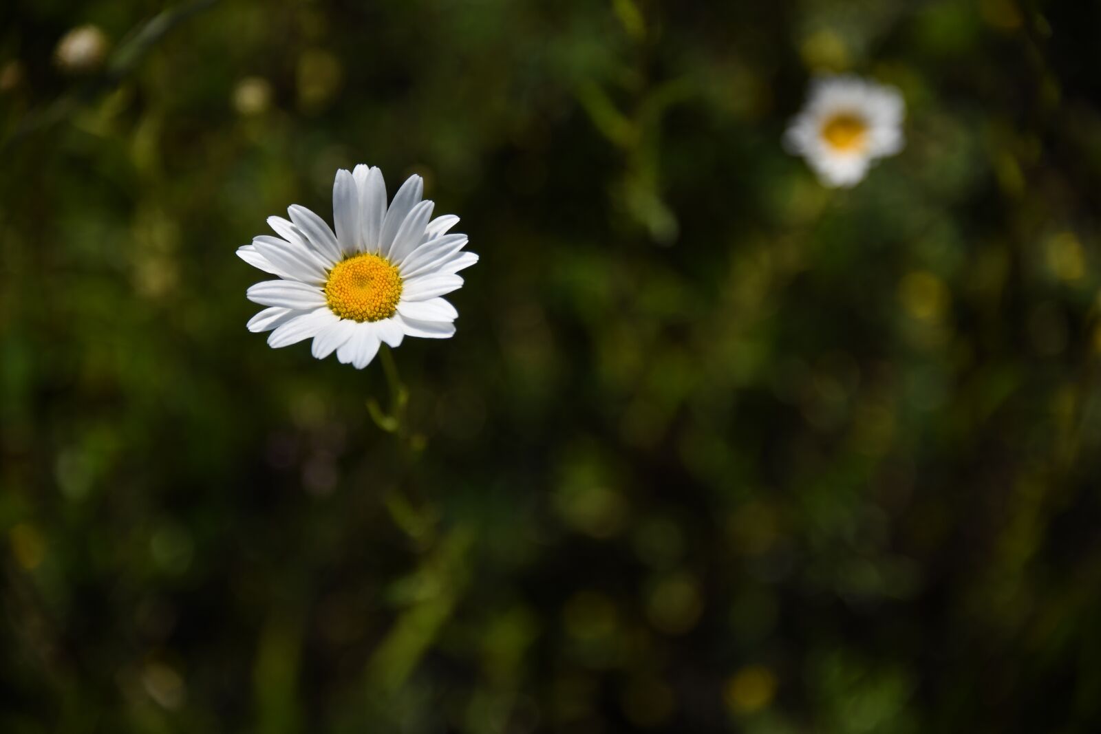 Nikon D850 sample photo. Daisy, flower, white photography
