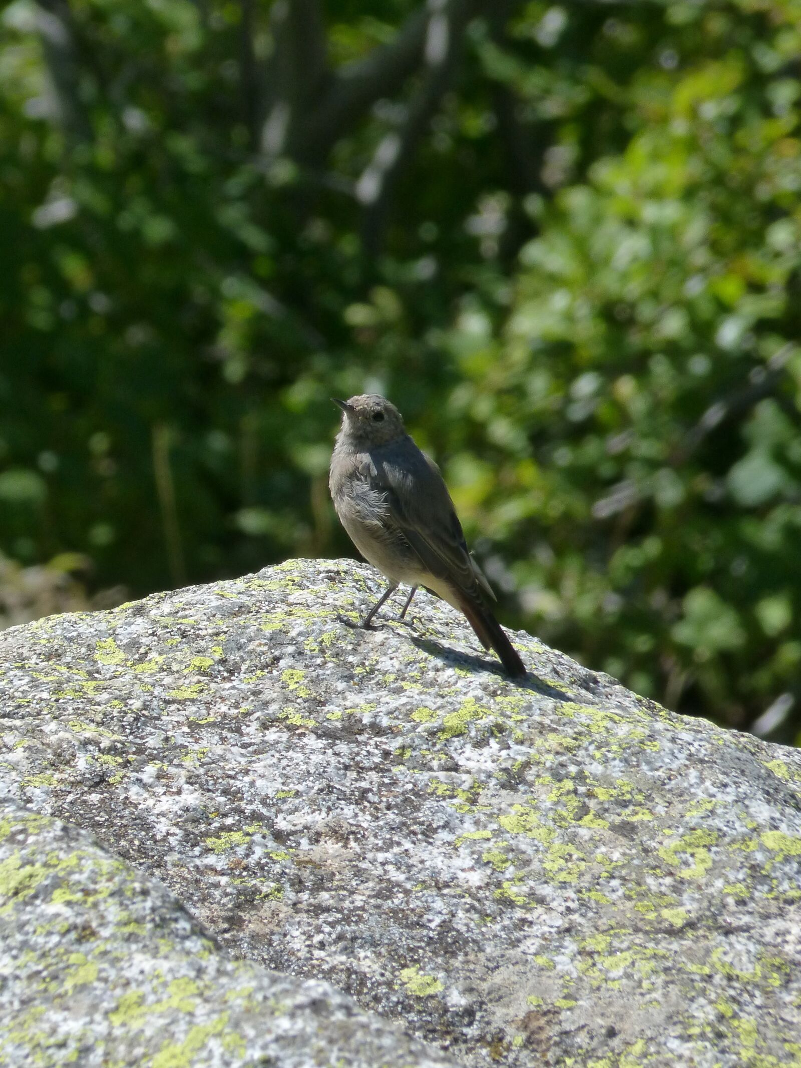 Panasonic DMC-FZ62 sample photo. Black redstart, bird, rock photography