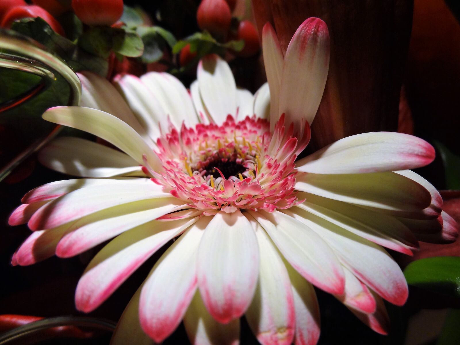 Sony Cyber-shot DSC-HX9V sample photo. Nostalgia, astra, flower photography