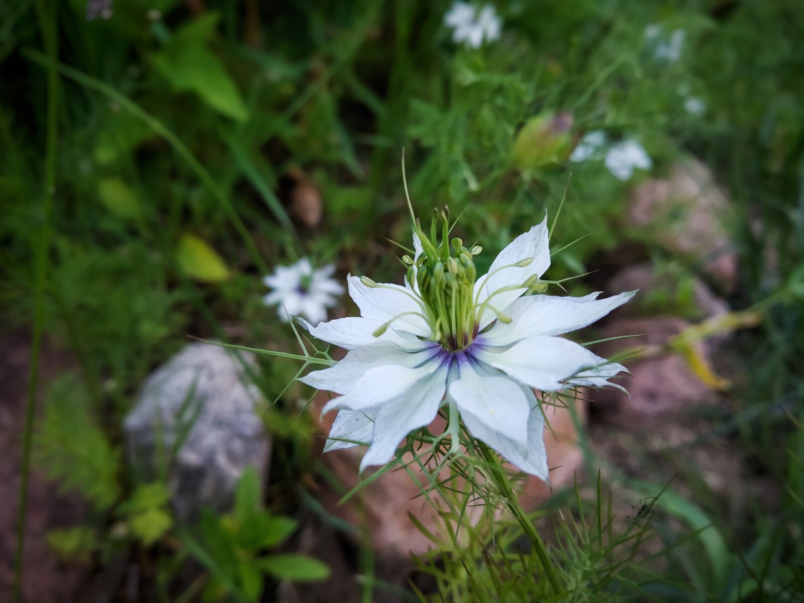 Xiaomi Mi A2 Lite sample photo. Flower, plants, nature photography