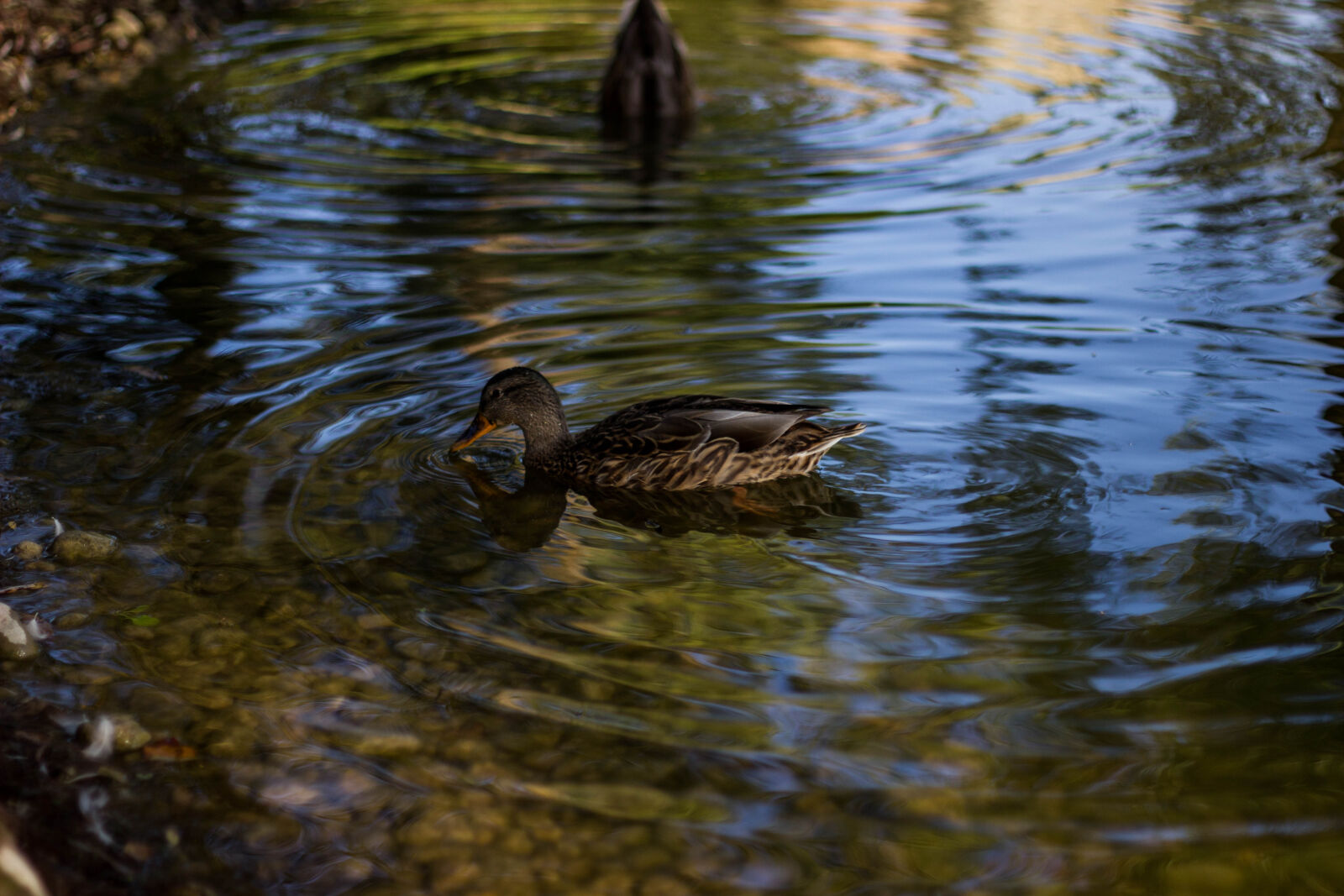 Canon EOS 600D (Rebel EOS T3i / EOS Kiss X5) + Canon EF 50mm F1.8 II sample photo. Animals, beak, birds, ducks photography