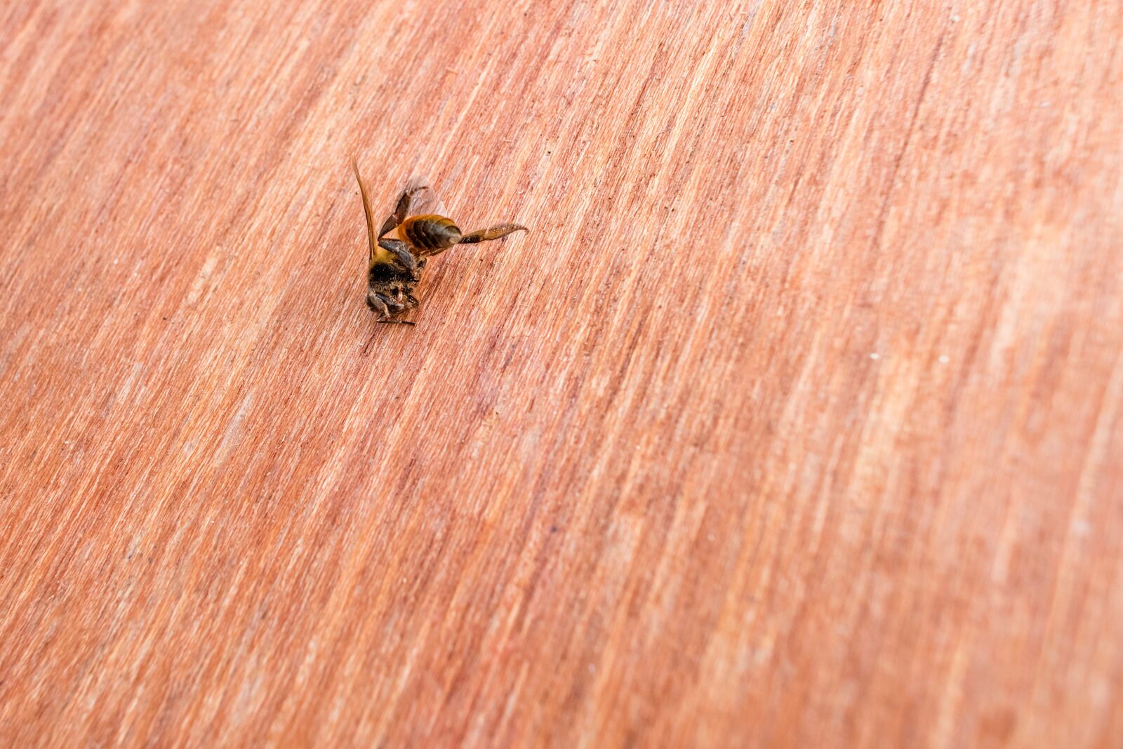 Nikon D3400 sample photo. Bee, honey, pollinate photography