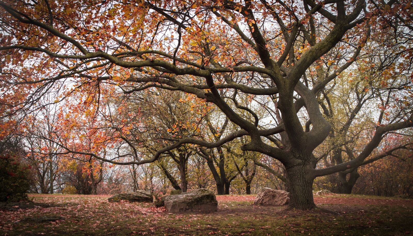 Nikon D3200 sample photo. Park, autumn, leaves photography