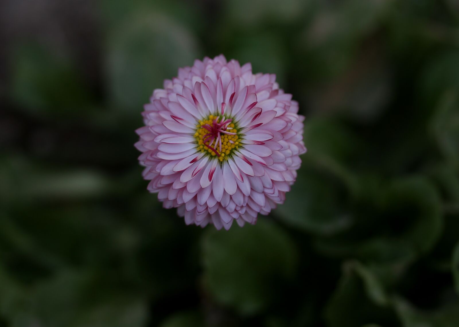 Canon EF-S 60mm F2.8 Macro USM sample photo. Bellis perenis, flower, supplies photography