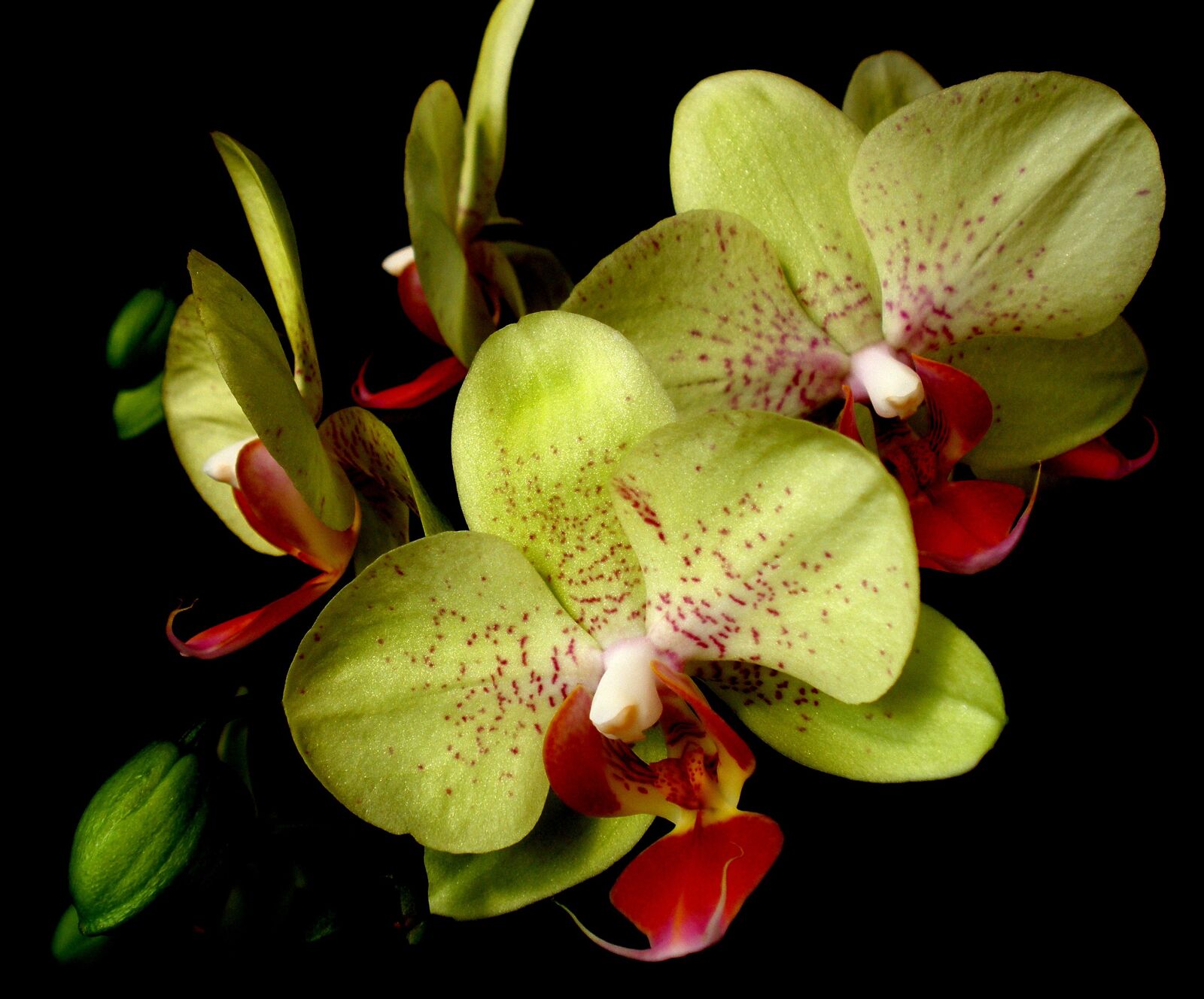Olympus FE340,X855,C560 sample photo. Flower, nature, tropicale photography