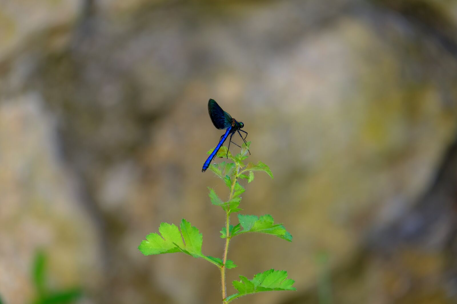 Fujifilm X-T20 sample photo. Dragonfly, blue dragonfly, insect photography