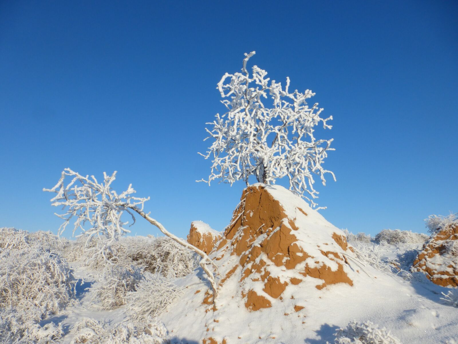 Panasonic Lumix DMC-ZS25 (Lumix DMC-TZ35) sample photo. Winter, steppe, kostric photography
