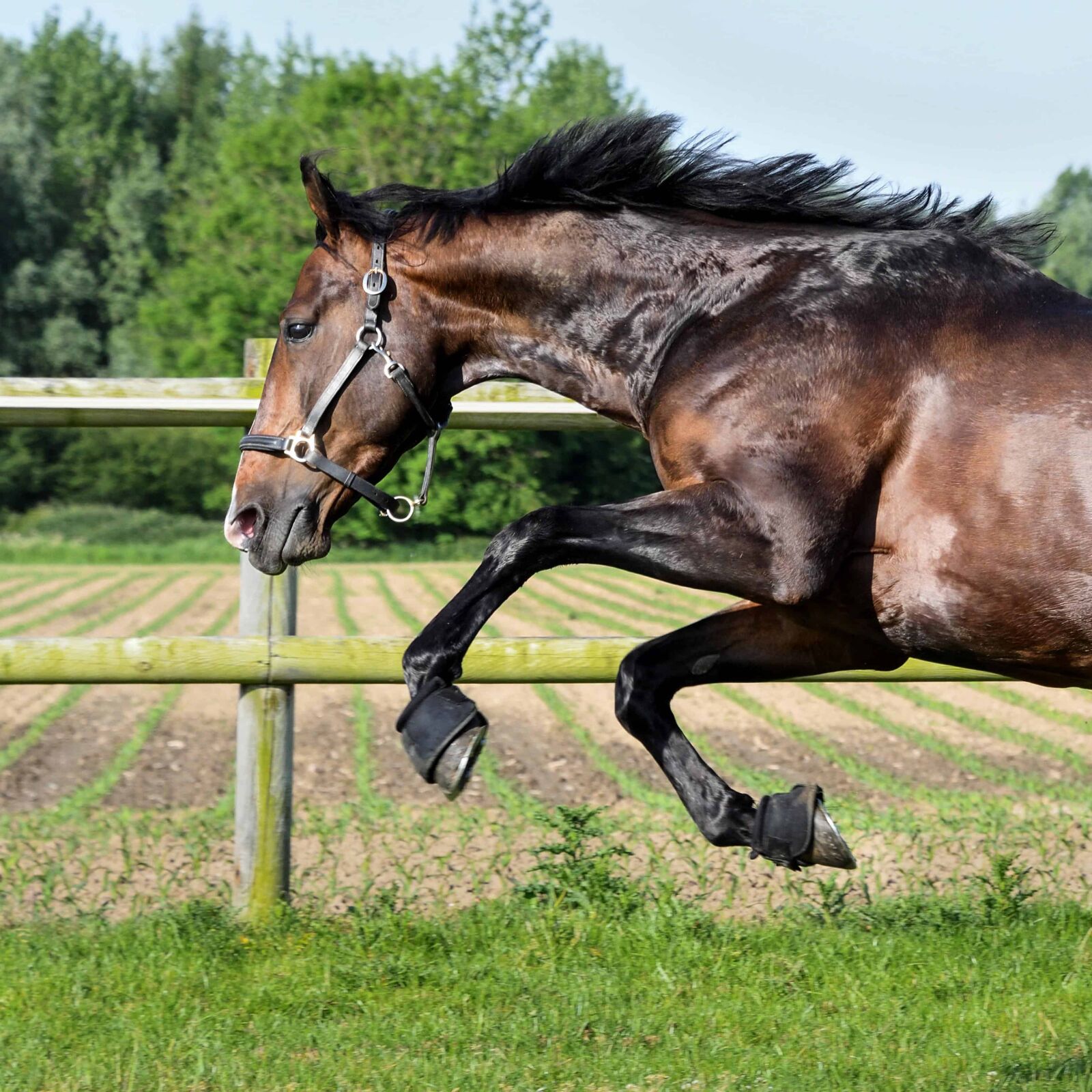 Nikon D500 sample photo. Animal, grass, field, horse photography