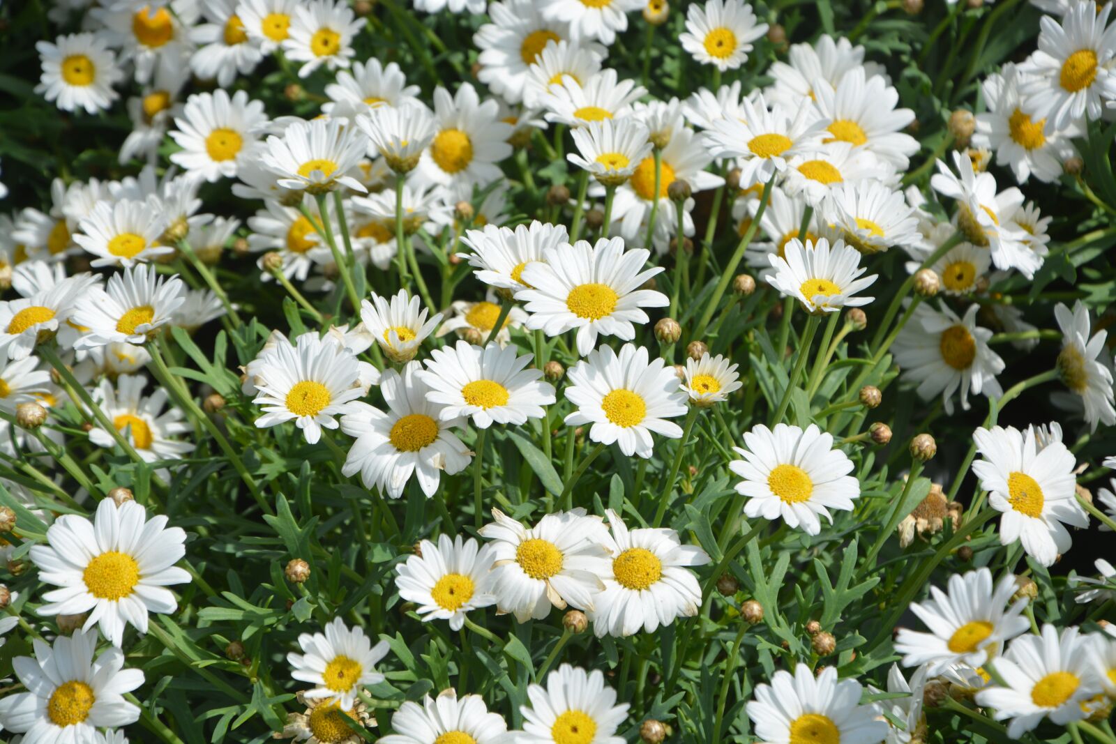 Nikon D5200 sample photo. Daisies, white traditional daisies photography