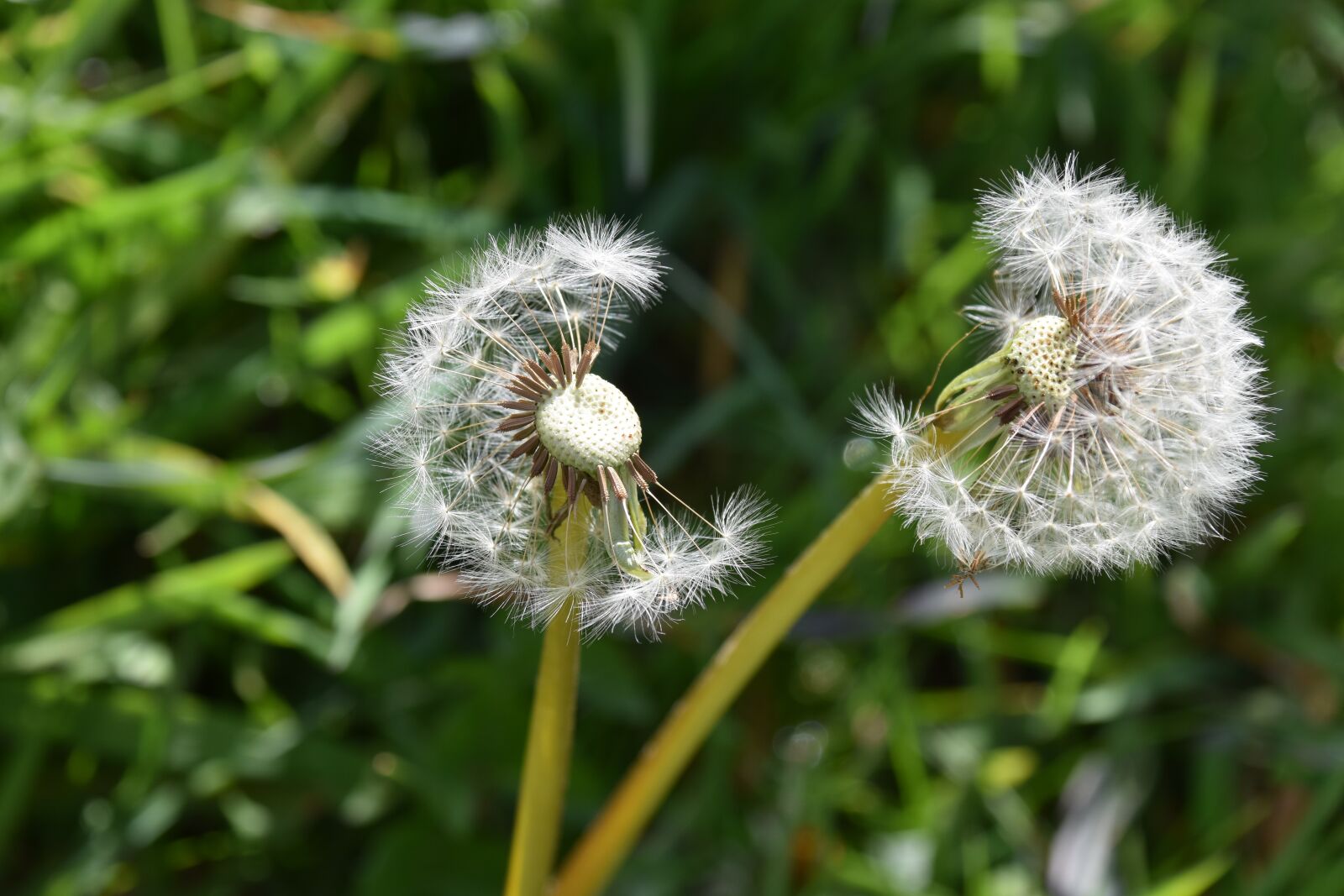 Nikon D5600 sample photo. Egret of pisenlit, seeds photography