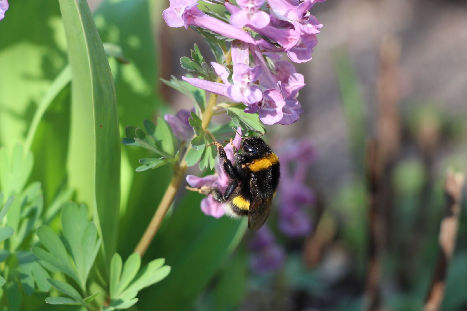 Canon EOS 700D (EOS Rebel T5i / EOS Kiss X7i) sample photo. Hummel, garden, blossom photography